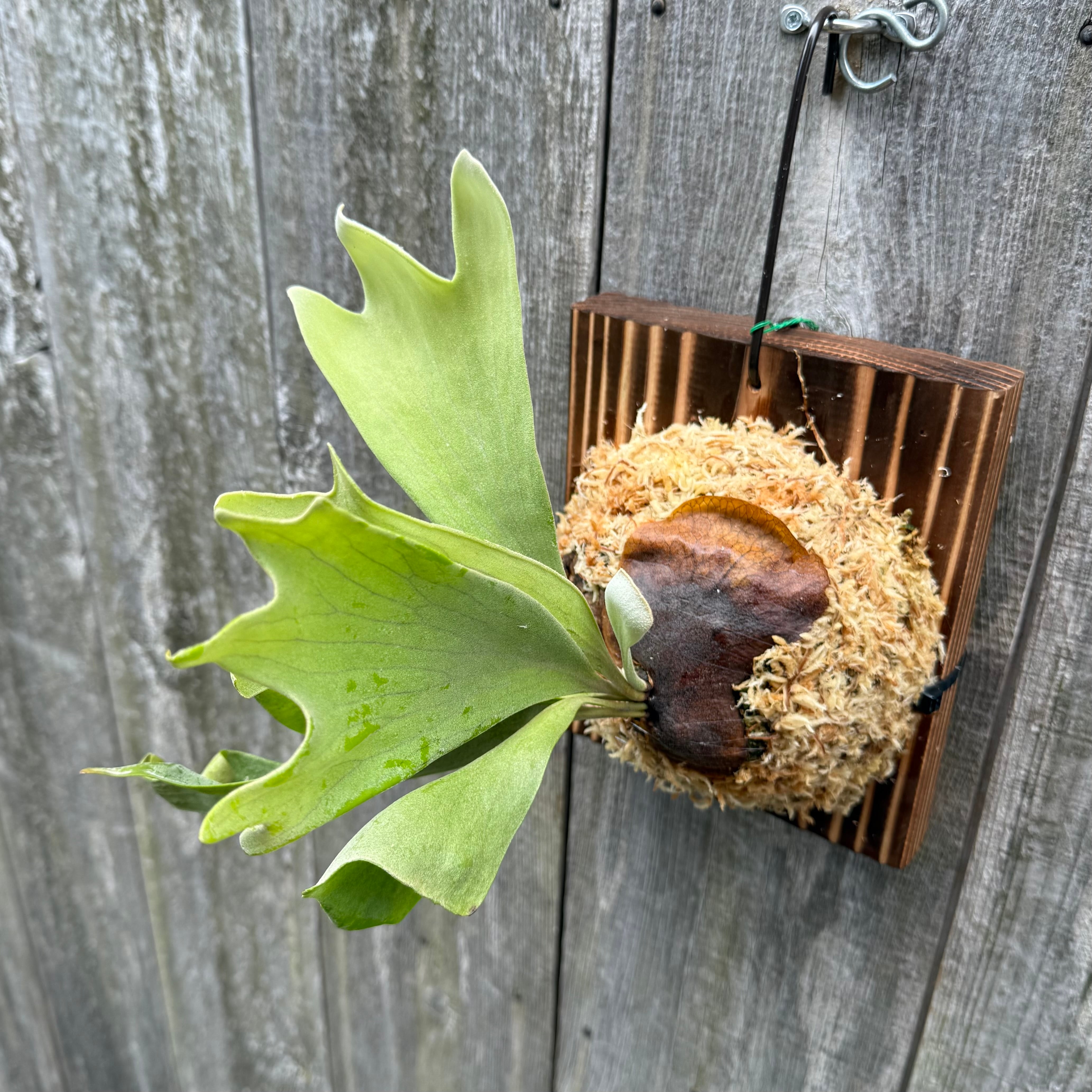 P. Mt Lewis spore select (pup) | naturefix