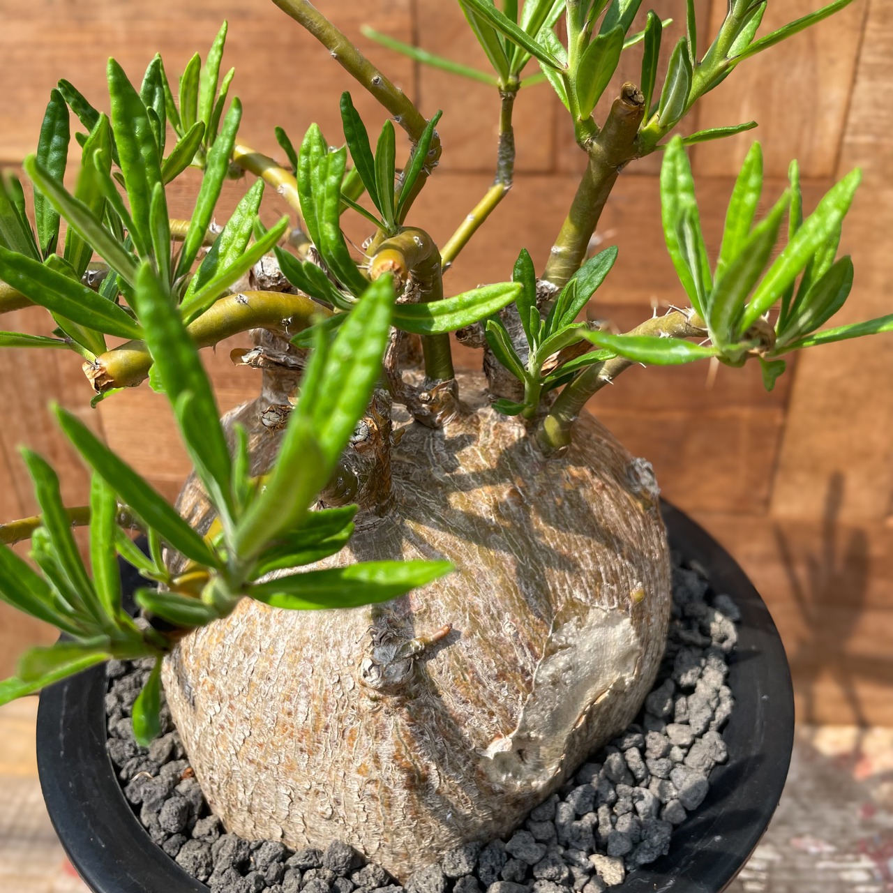 Pachypodium succulentum 【パキポディウム・サキュレンタム】