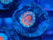 Loadhowensis Baby  "Red" 29