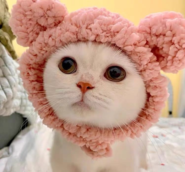 くま被り物 猫 帽子 コスプレ | nyanpets 猫グッズ専門店