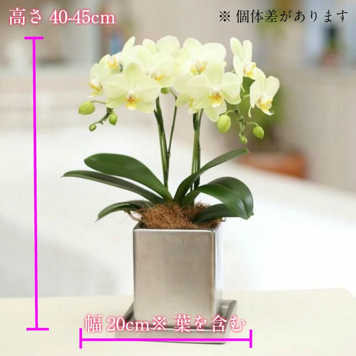 胡蝶蘭苗　胡蝶蘭　ゴールデンマンボ　5.5寸鉢　2鉢価格 胡蝶蘭苗 胡蝶蘭 ゴールデンマンボ 5.5寸鉢 2鉢価格 胡蝶蘭苗