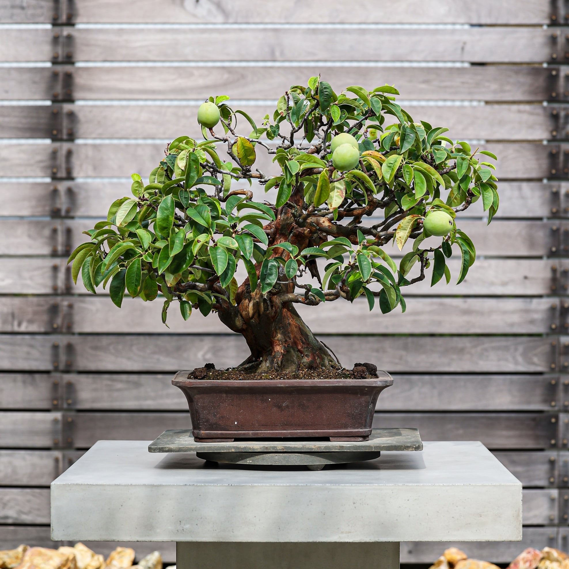盆栽 花梨 カリン | 【公式EC】BONSAI IKUMA