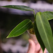 アンスリウム ワロクアーナム / Anthurium Warocqueanum⑨ / 観葉植物<育て方・花言葉>