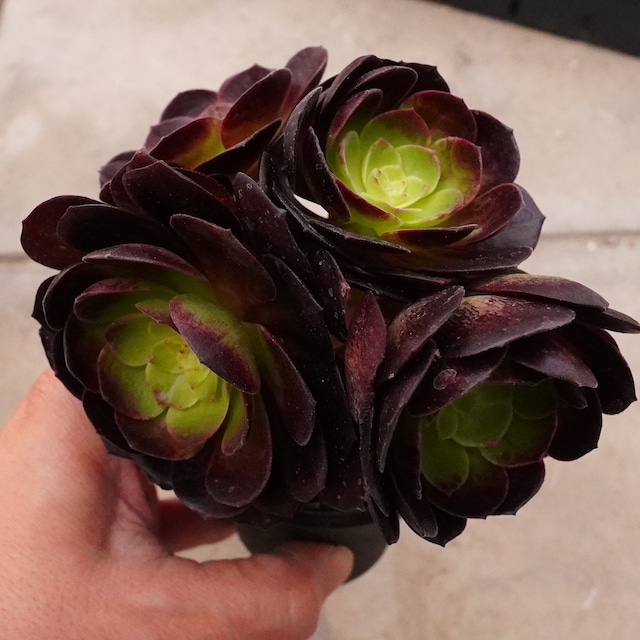 新品種！韓国アエオニウム【ファヨム群生 1】韓国苗