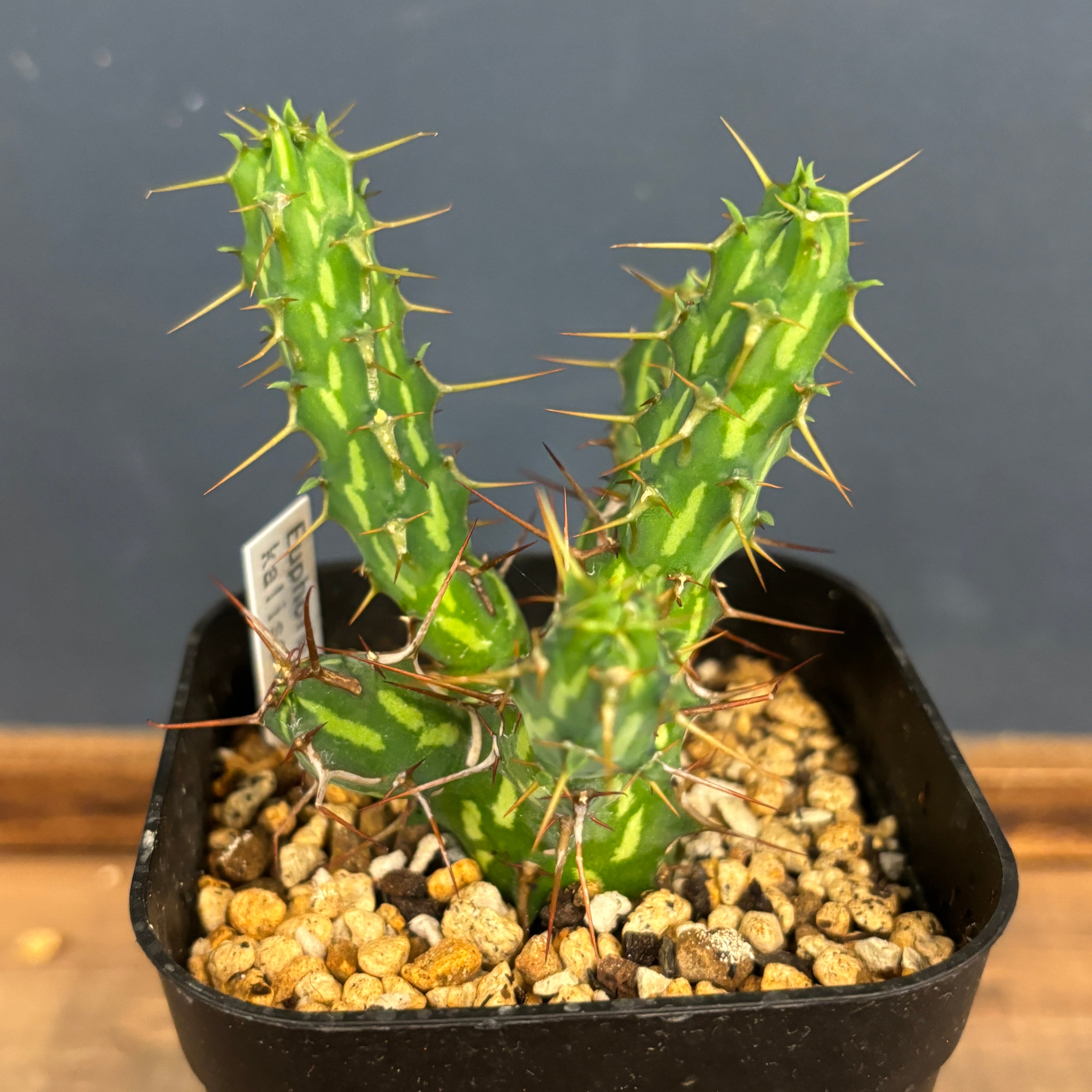 ユーフォルビア カリサナ【1018】 | PROTOLEAF プロトリーフ