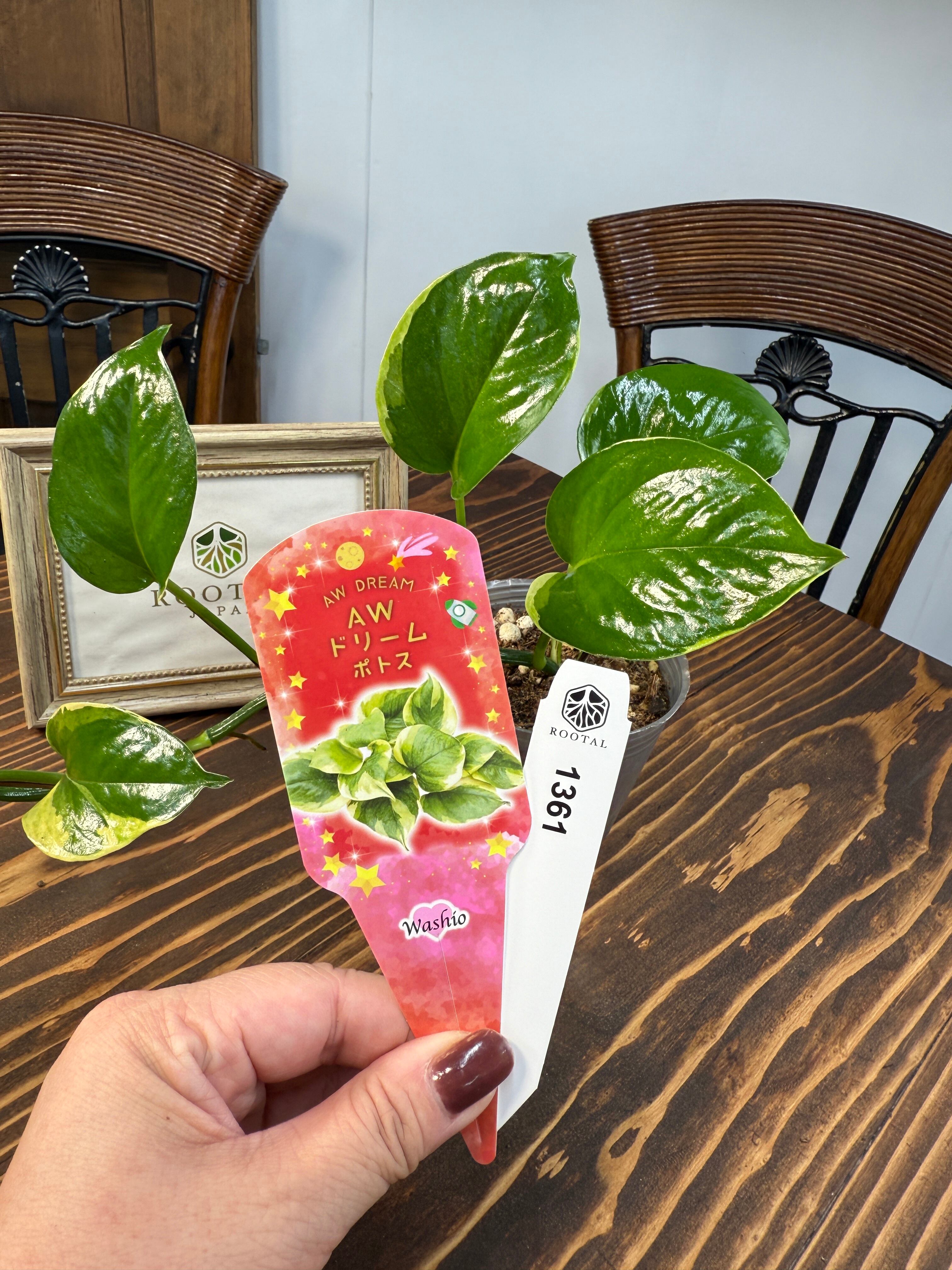 ★★1361【唯一無二の一品】【鷲尾園芸オリジナル商品】 ポトス AWドリーム