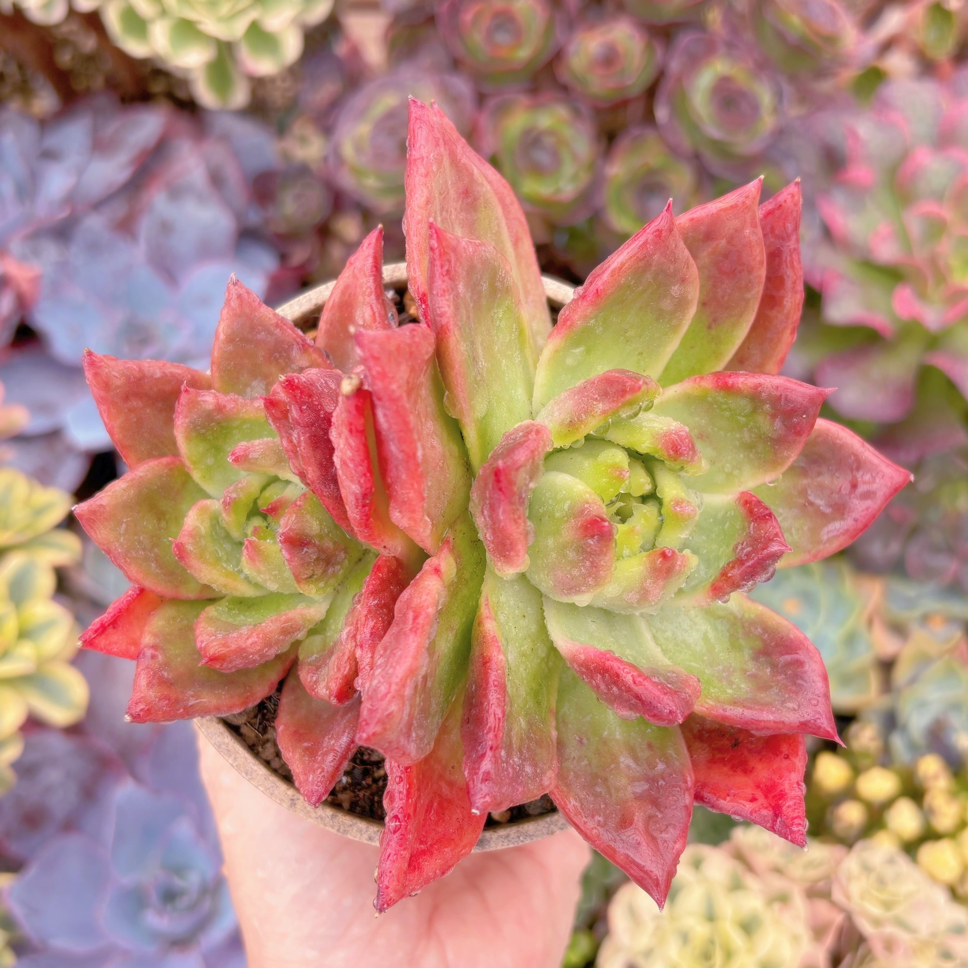 現品　アメストロー#666　群生　るる農園