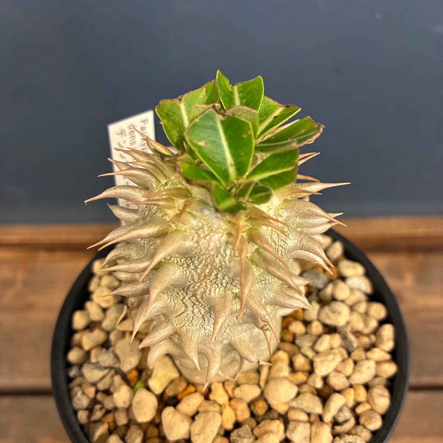 パキポディウム セット　ロスラーツム　・デンシフローラム 新着3日限定10%OFF】パキポディウム デンシフローラム【043
