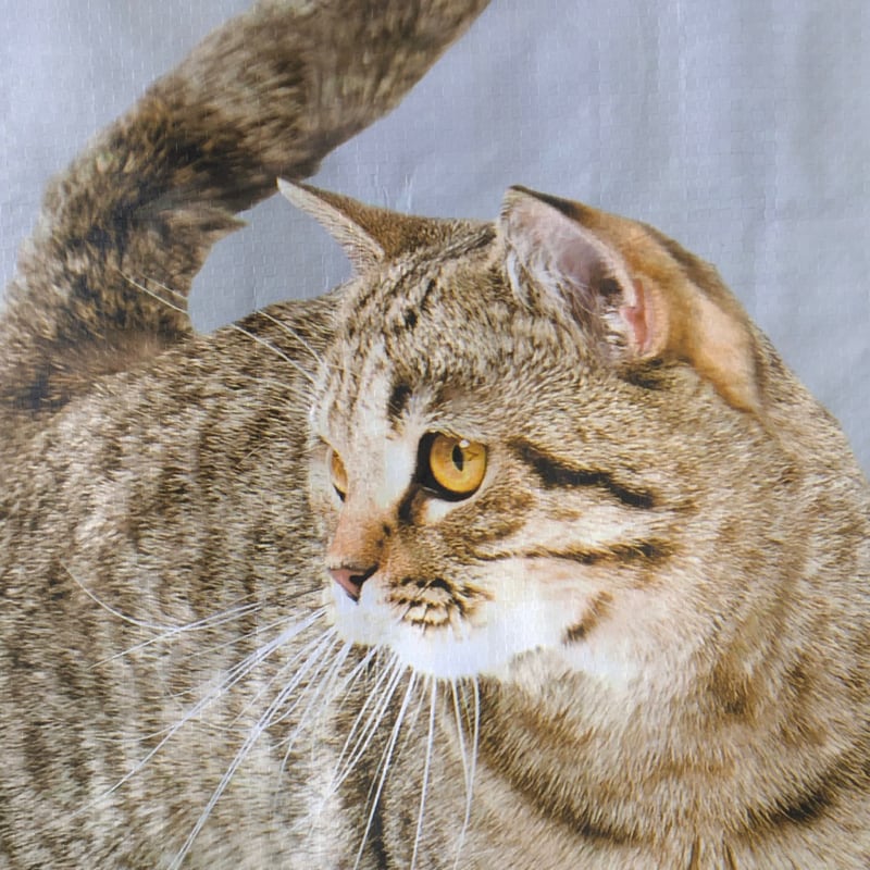 キジトラの猫のショッピングバッグ｜Tabby Brown Cat Shopping Bag