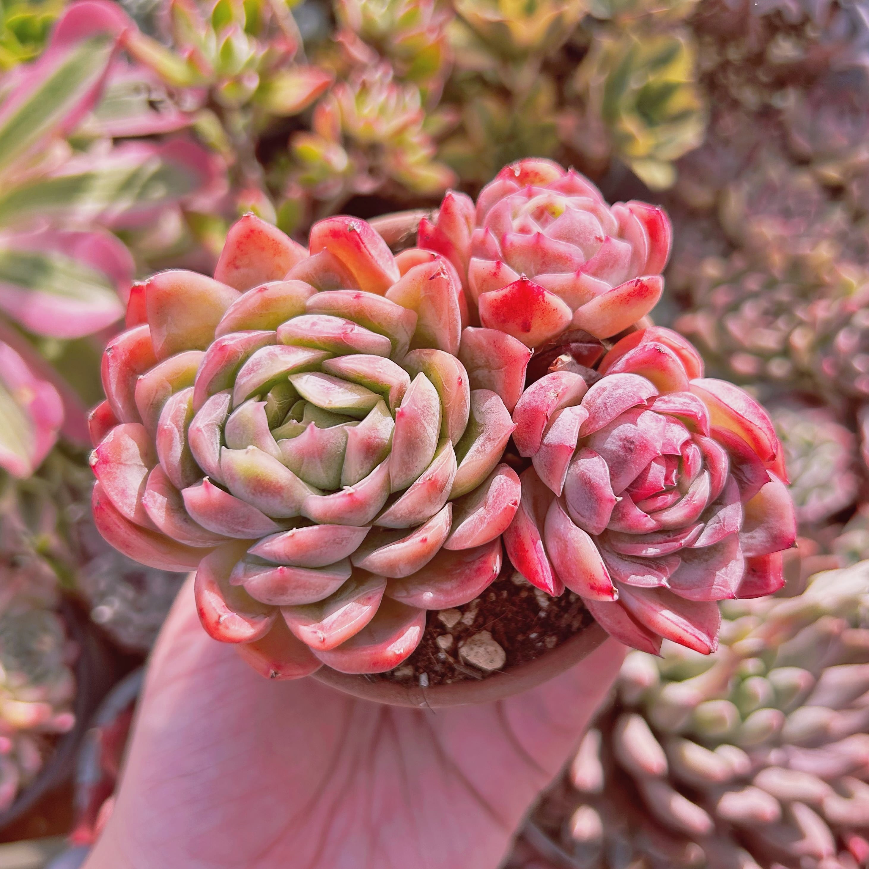 多肉植物　Echeveria  落桜　3～4頭　大群生