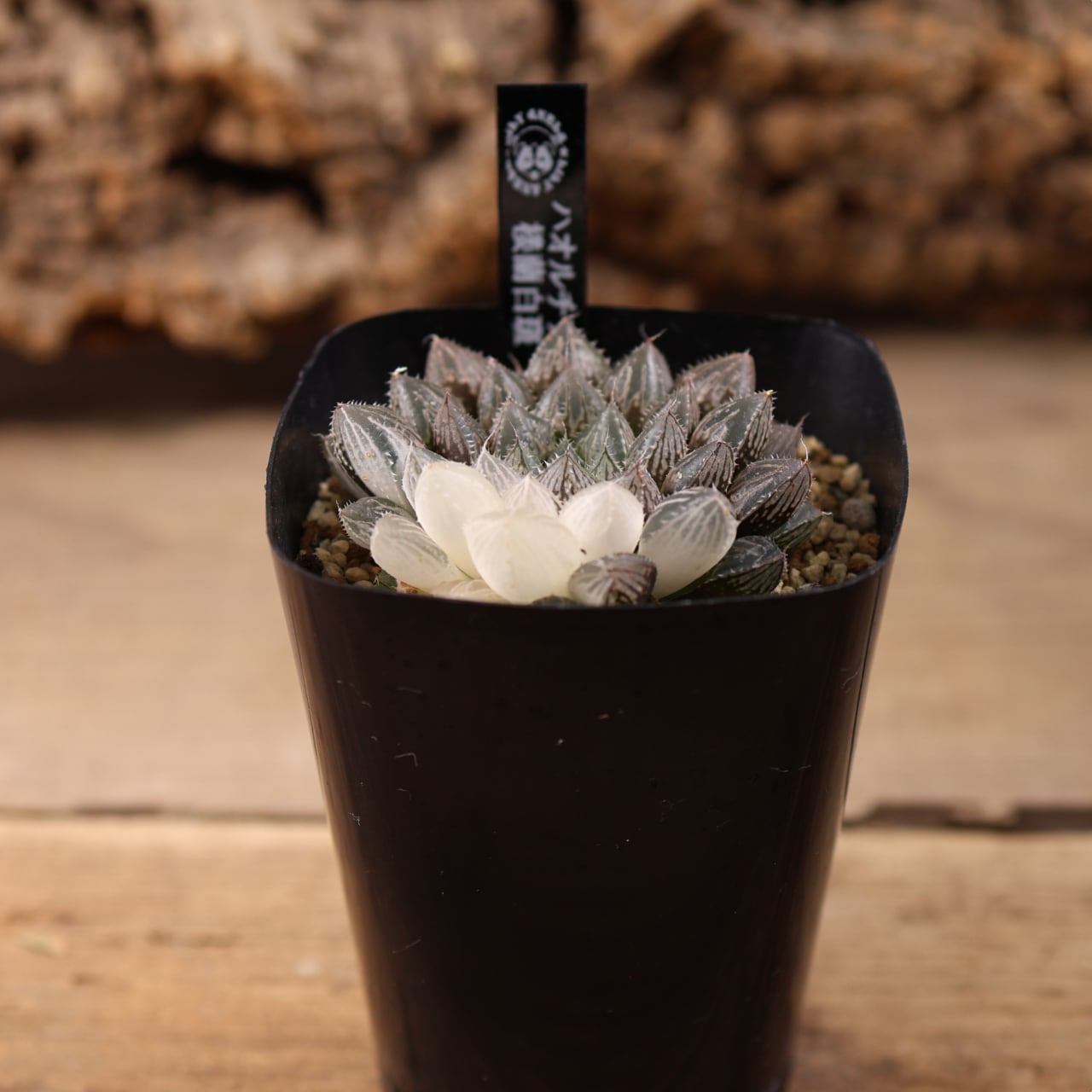 714『ハオルチア 楼蘭白斑』観葉植物【送料無料】 | MARX PLANTS