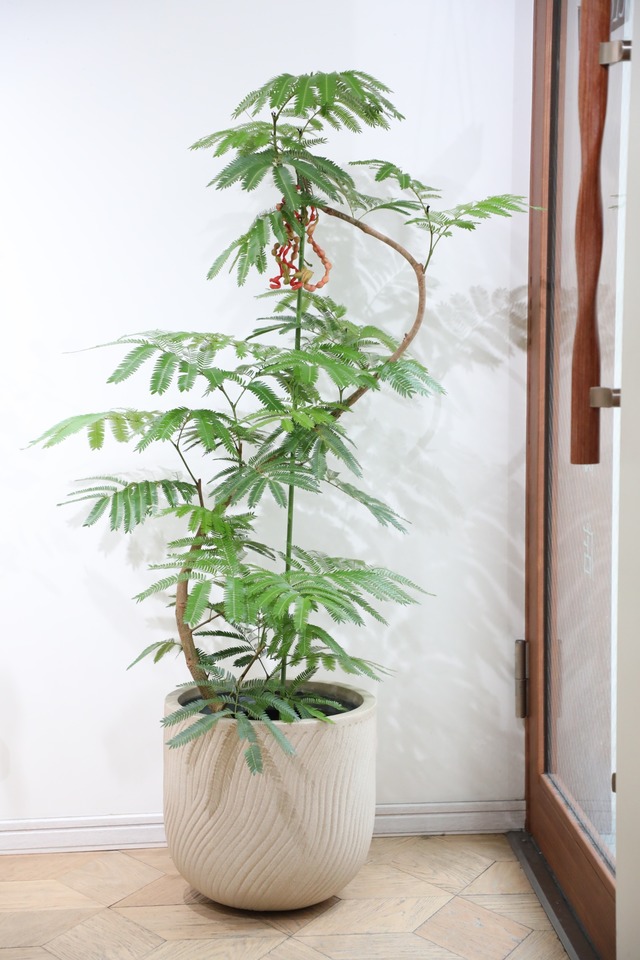 【L/129cm】エバーフレッシュ /Pithecellobium confertum ever fresh