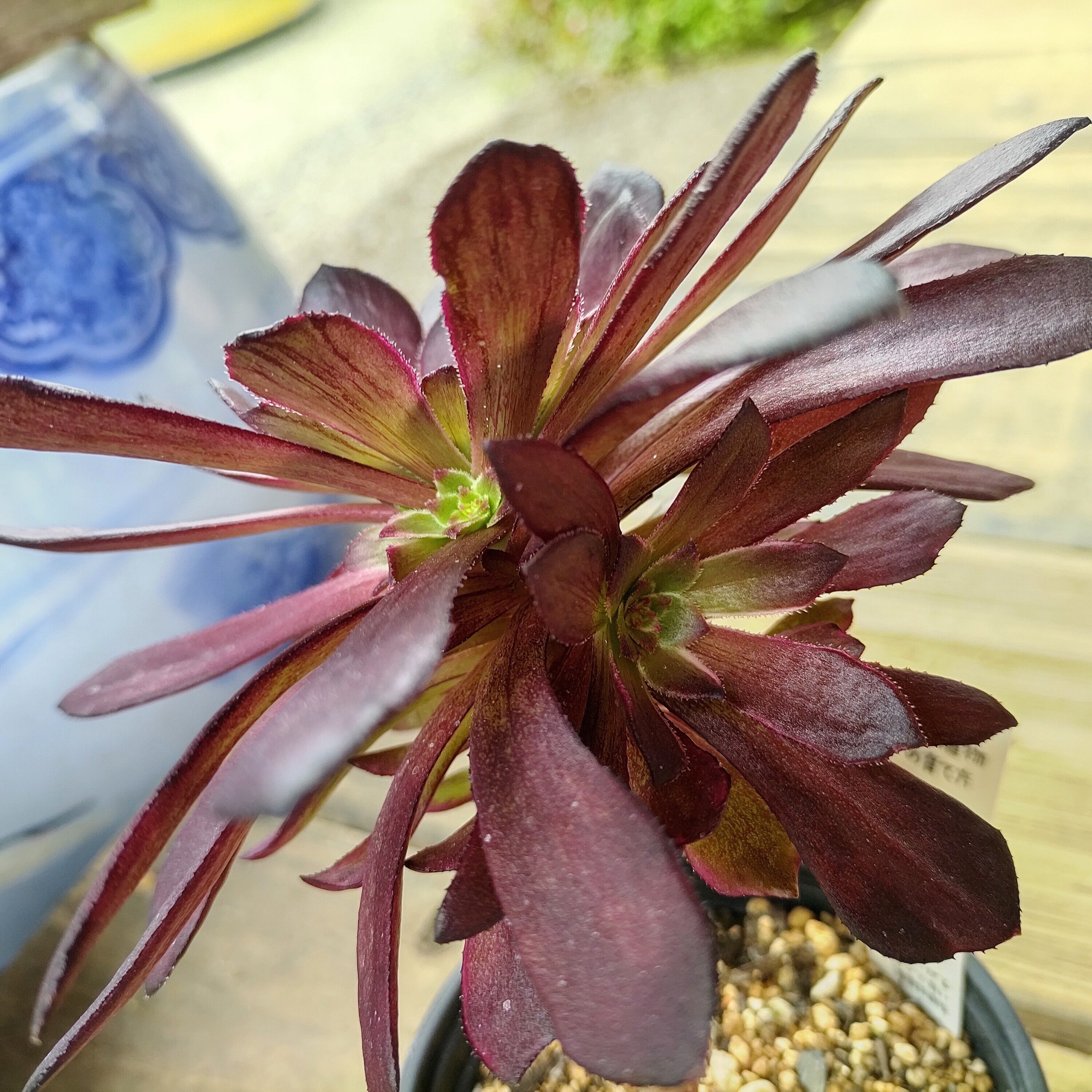 大阪Y様ご注文アエオニウム水墨画 | RuPo 多肉植物専門店