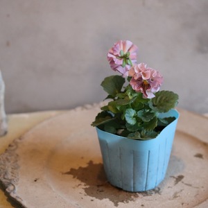 ビオラ　公爵令嬢　冬から春にオススメのお花　よく咲く　シャビーシックにおすすめ