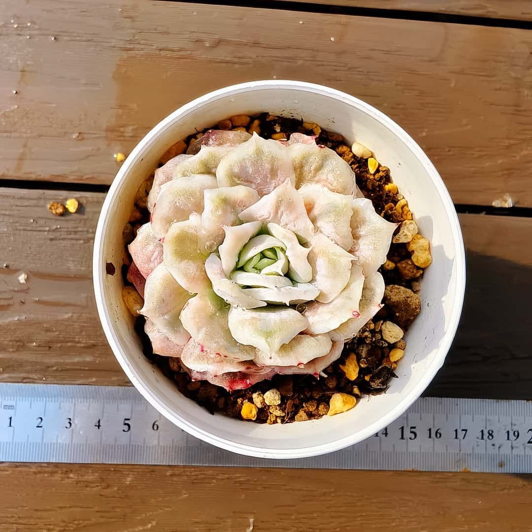 現物 多肉植物 ストロベリーミルク 特大 抜き苗 | Pay ID