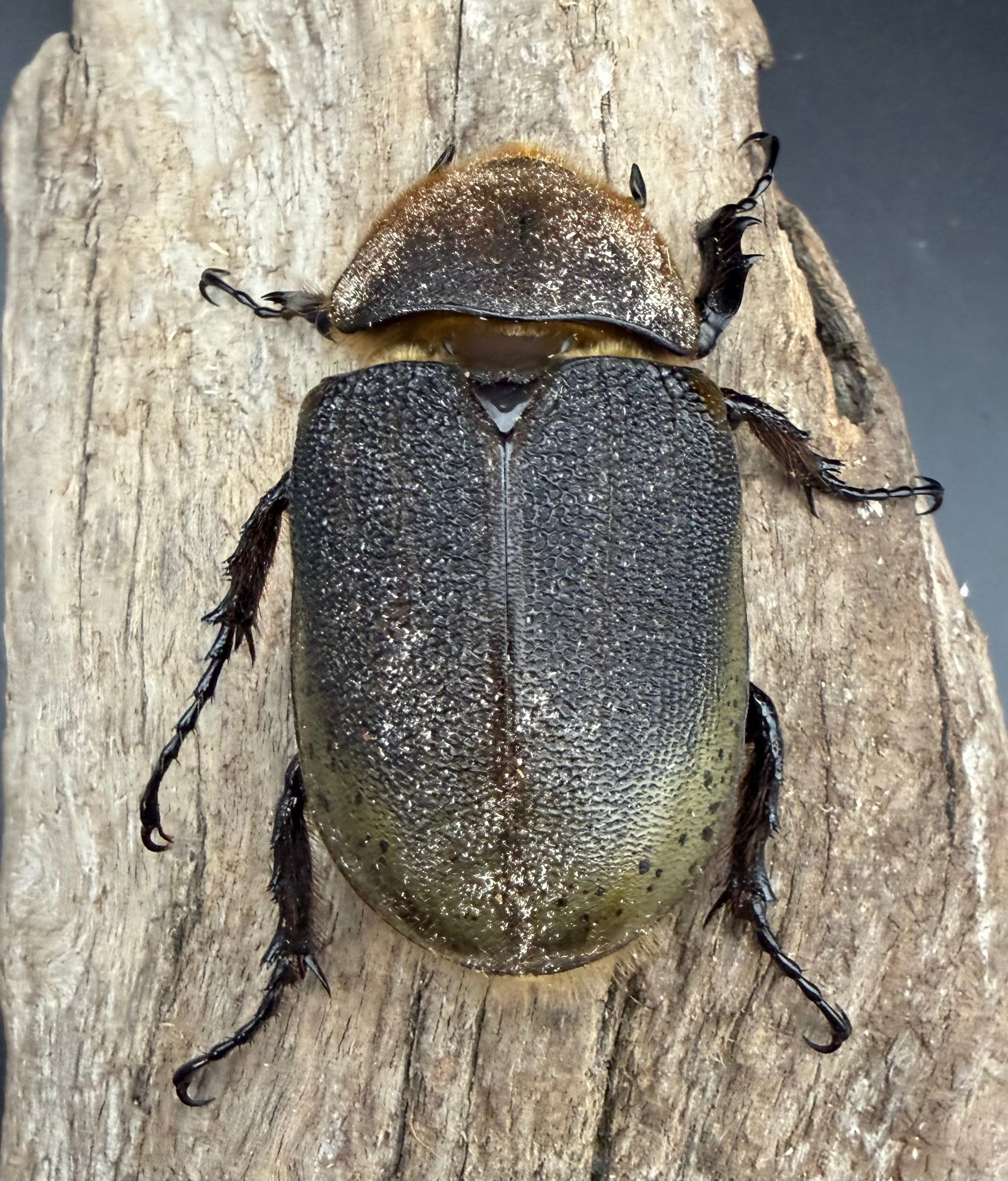 ヘラクレス・ヘラクレス 145mm ペア》 | KPW公式オンラインショップ