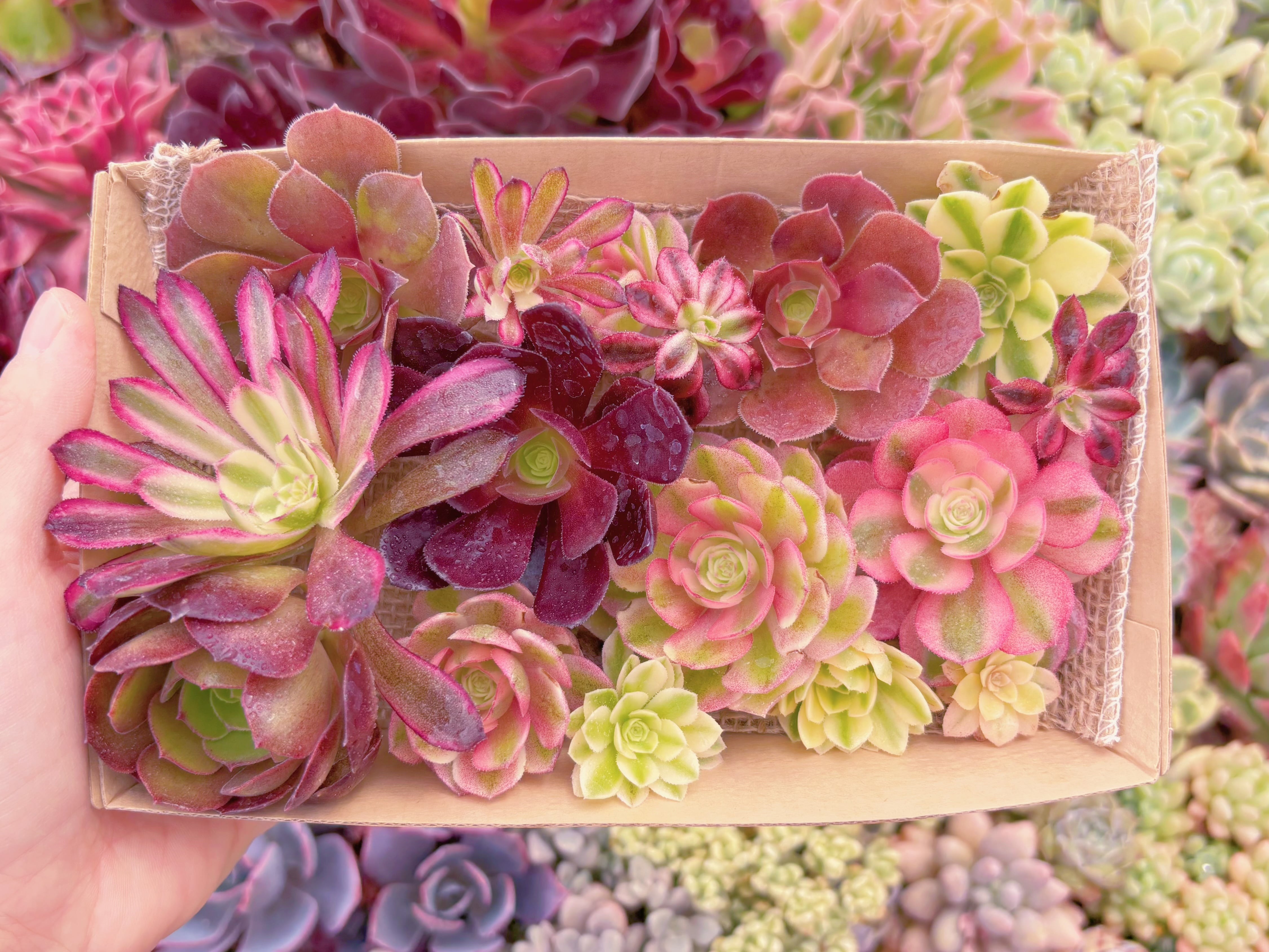 現品　寄せ植えセット#E06　12cmx20cm　るる農園