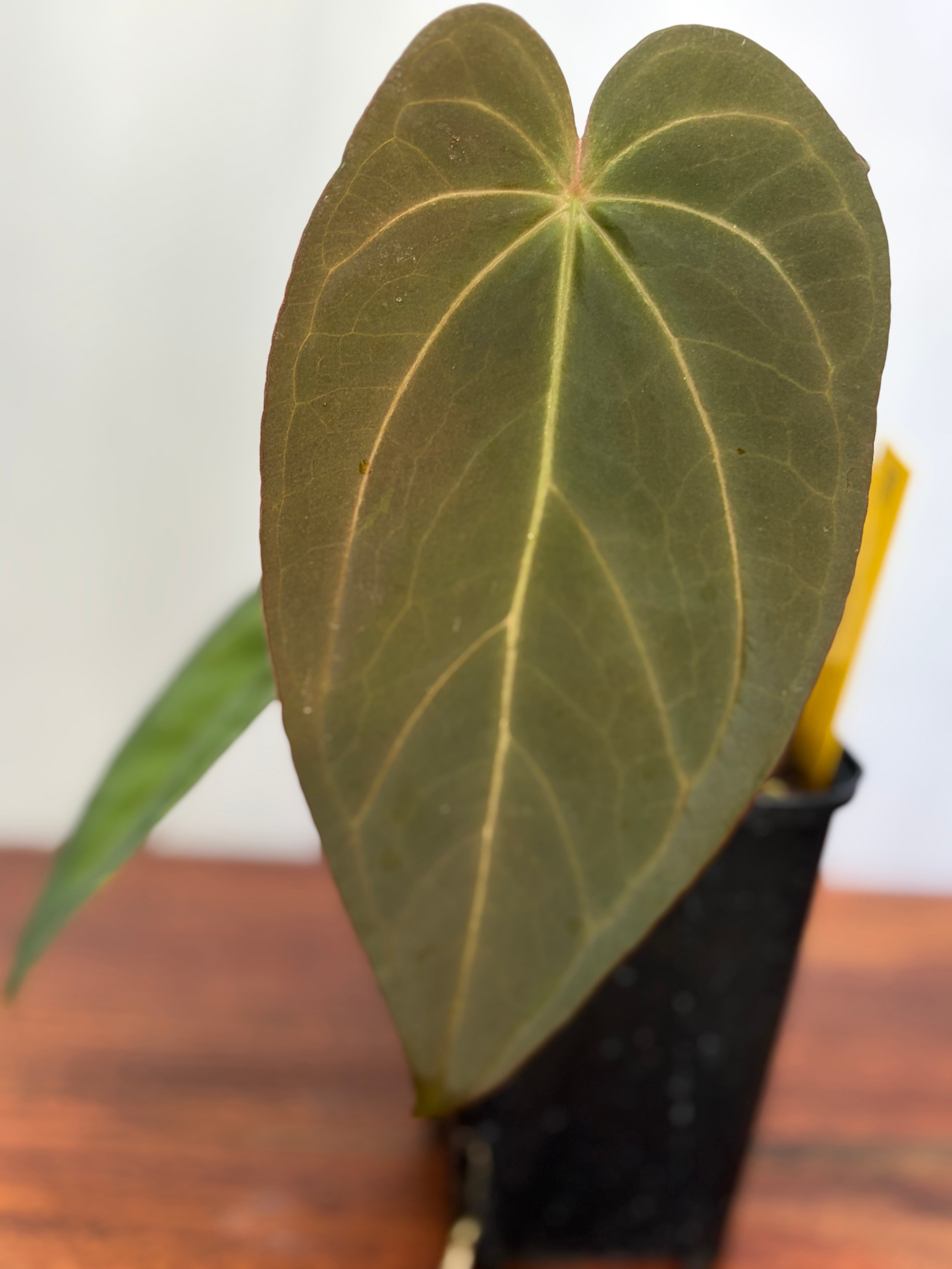 Anthurium | BALI-AN 園芸