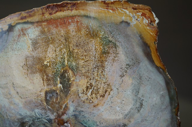 マダガスカル産ペトリファイドウッド Petrified Wood 2029