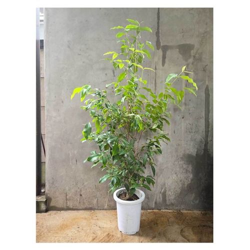 Backhousia citriodora