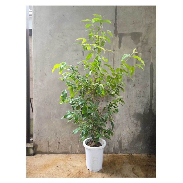 Backhousia citriodora