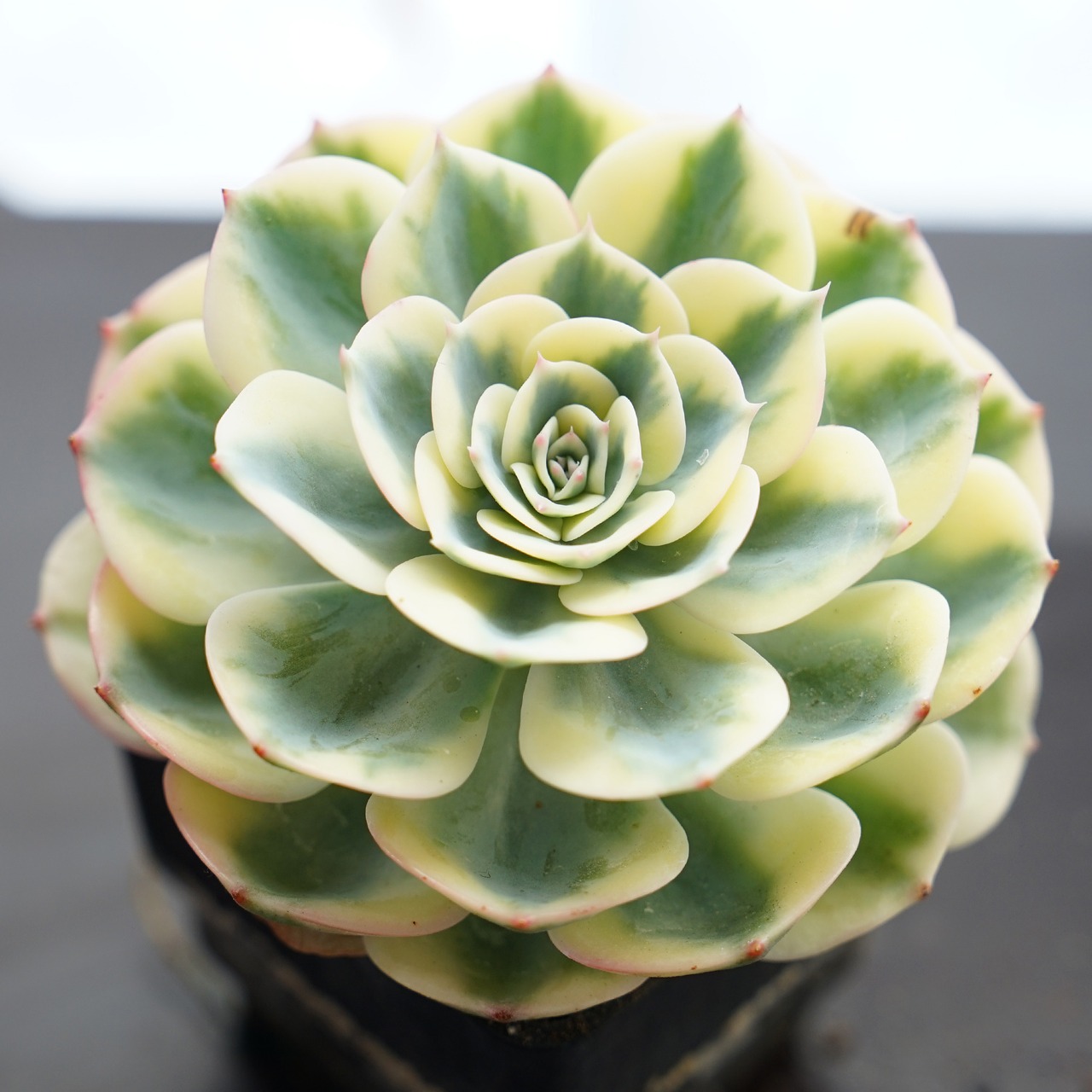 抜き苗 ルノーディーン 標準サイズ Echeveria 'Lenore Dean'