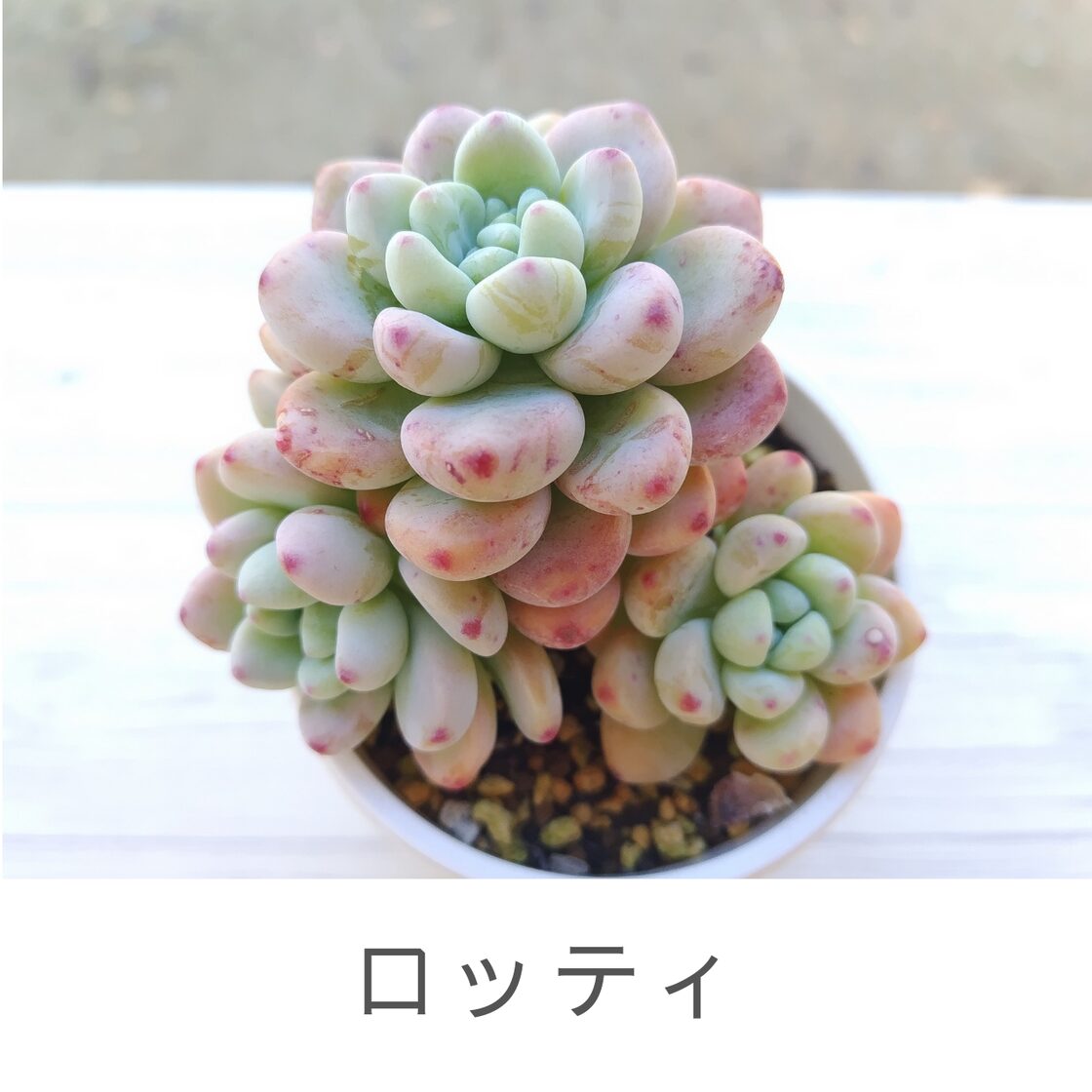 ロッティ群生】セダム ロッティ 多肉植物 多肉 群生 | Pay ID