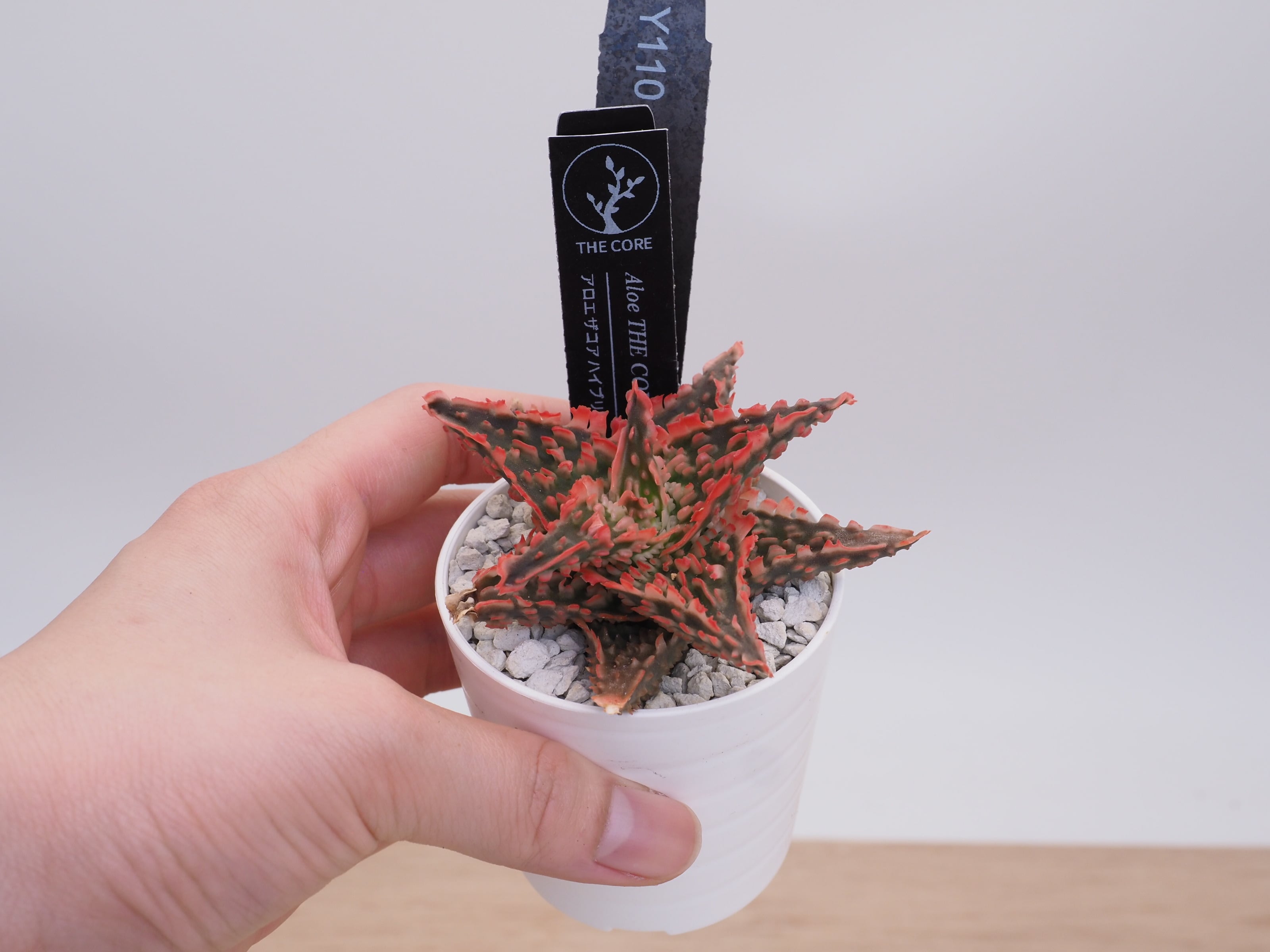 アロエ | THE CORE