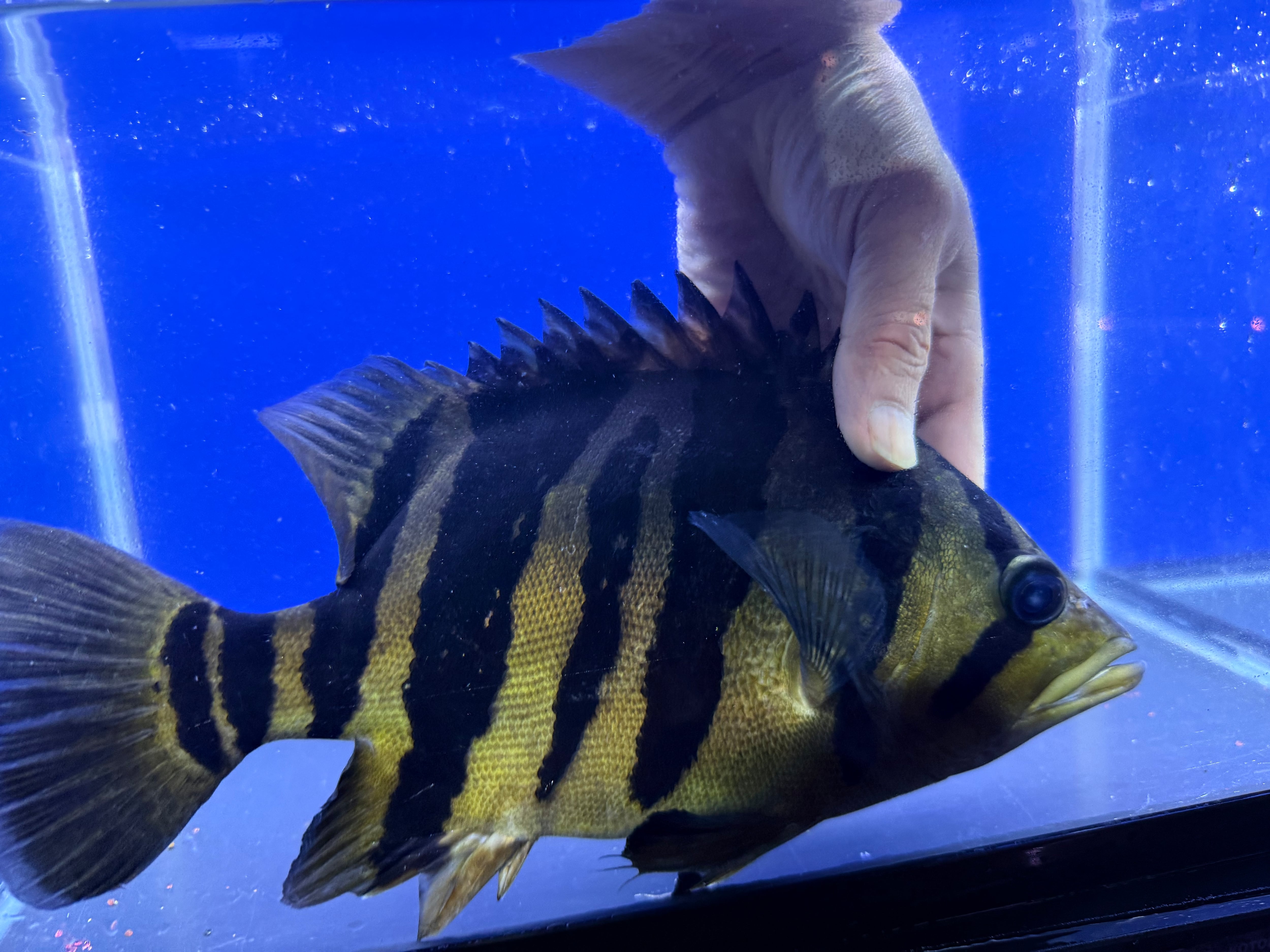 J01⑩ ダトニオプラスワン セミショート 30㎝前後 おとひめ食べます