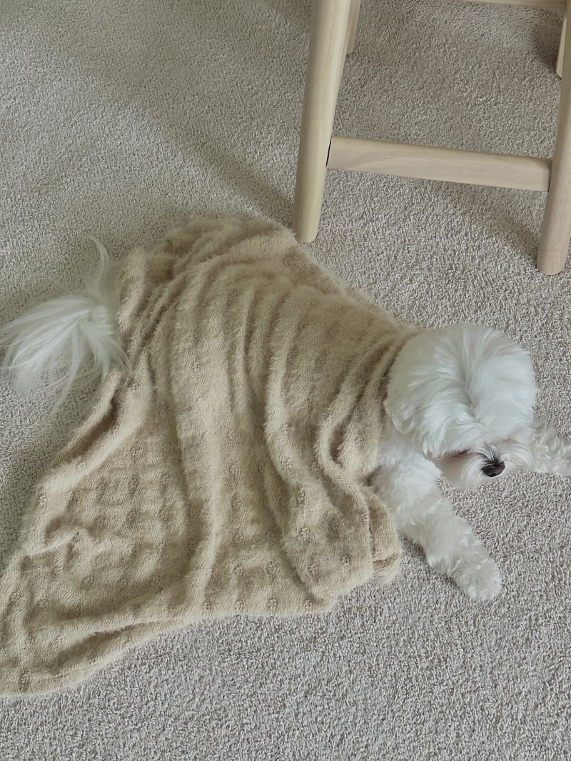 〈即納アイテム〉EYOU / ボードリーブランケット