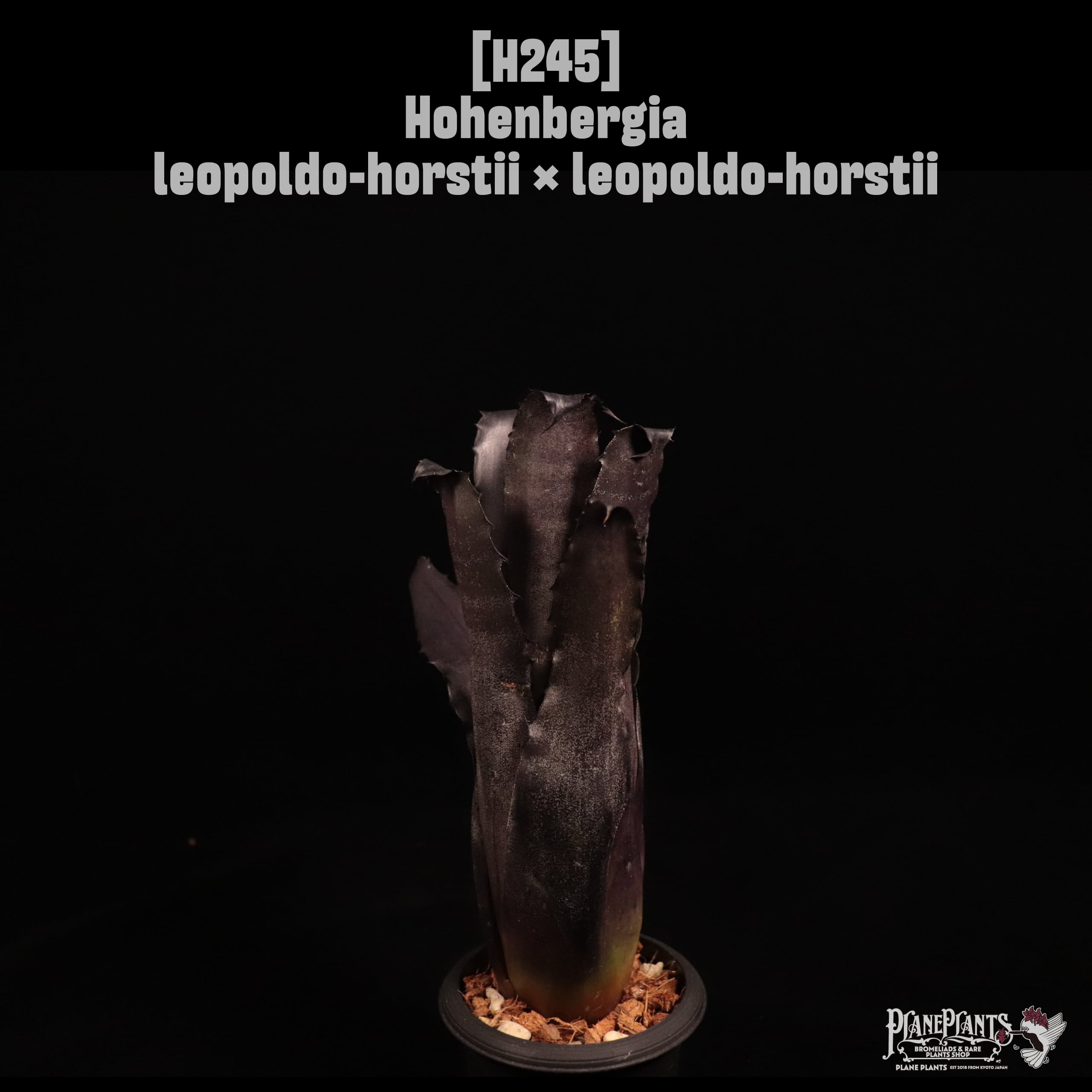 Hohenbergia leopoldo-horstii × leopoldo-horstii〔ホヘンベルギア〕H245