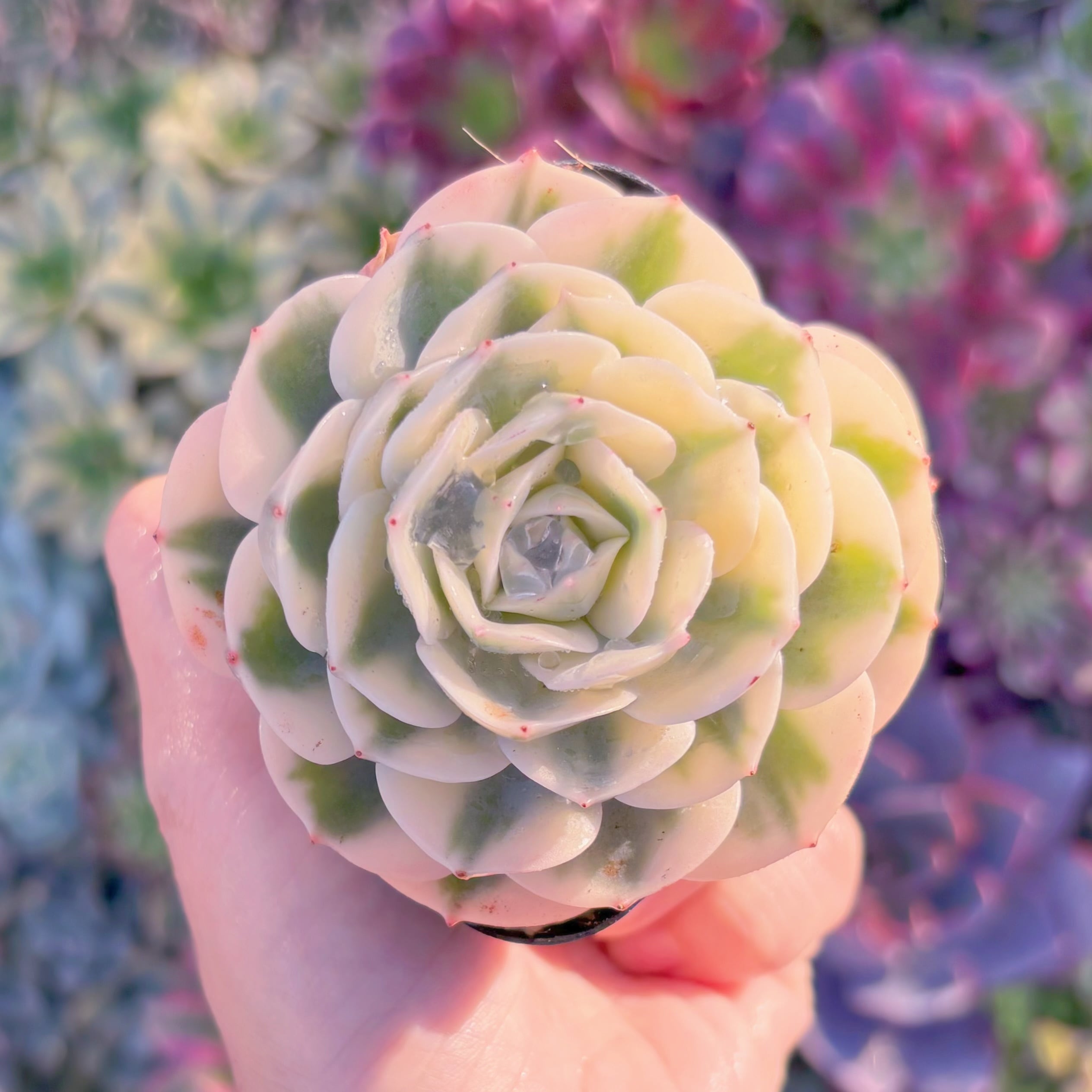 現品　ルノーディーン#M182　るる農園