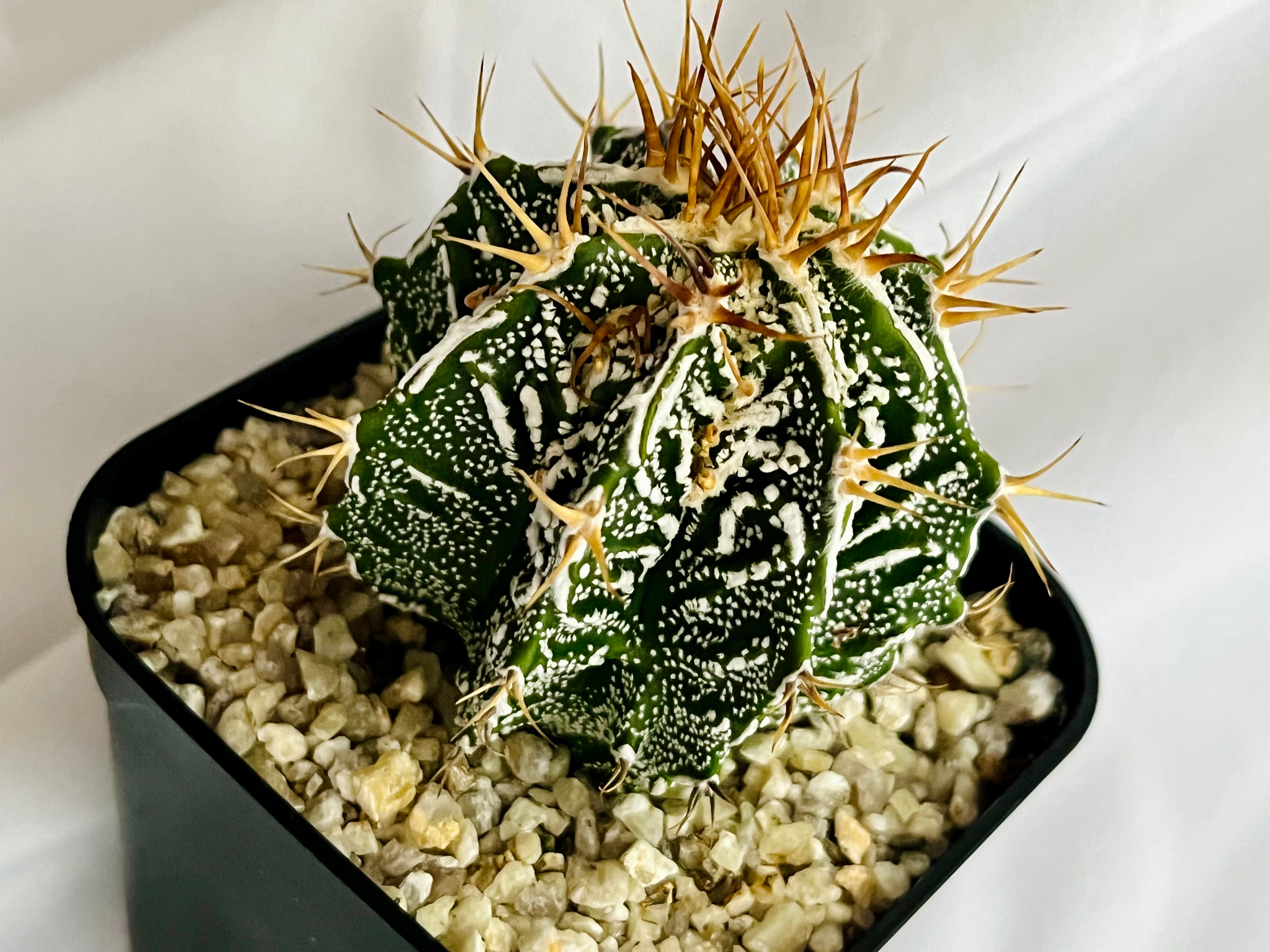 アストロフィツム 複隆白条般若 瑠璃兜錦群生 Astrophytum ornatum f