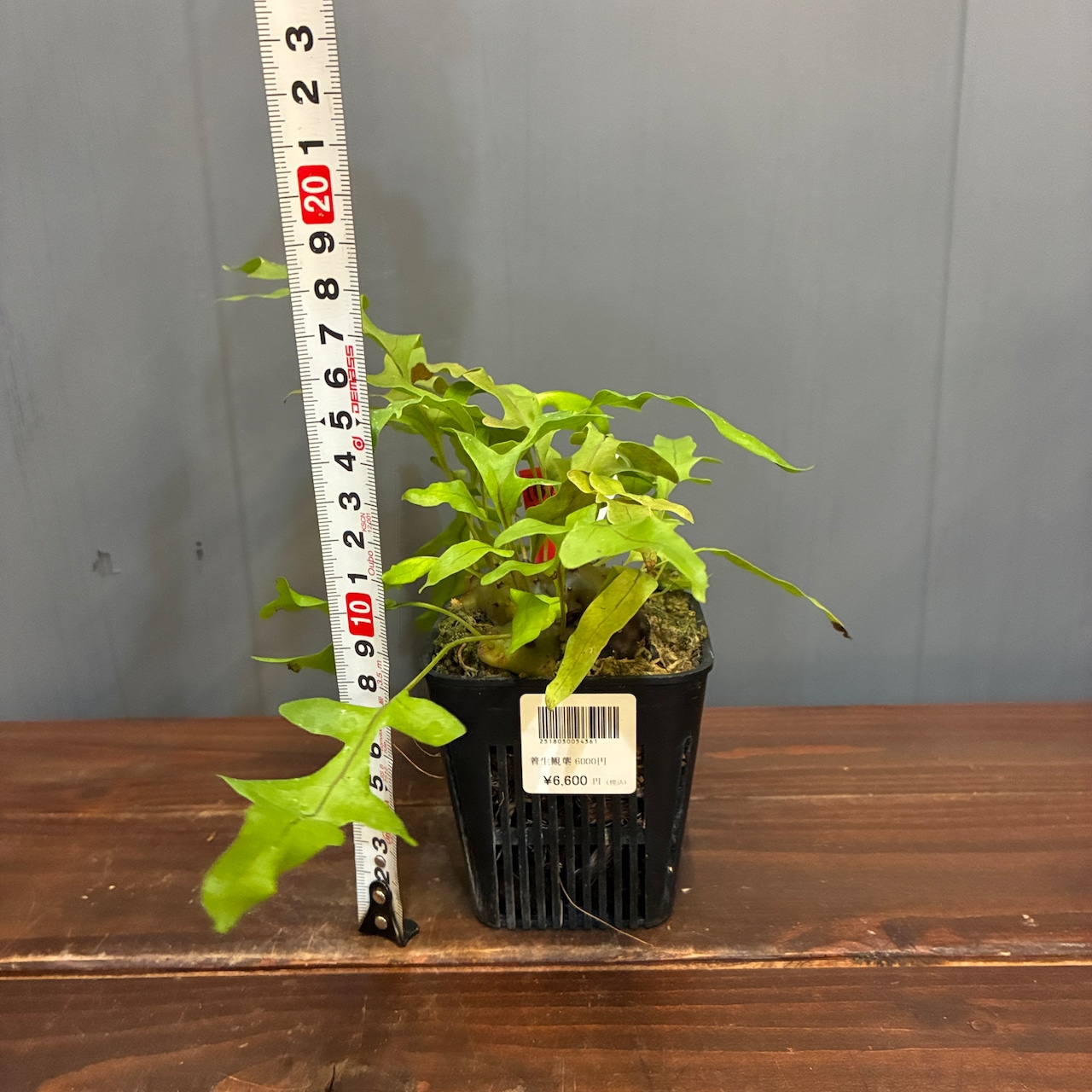 【抽選販売】【限定価格】【伊藤蟻】Lecanopteris carnosa Minahasa, Manado, North Sulawesi(限定2)