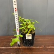 【抽選販売】【限定価格】【伊藤蟻】Lecanopteris carnosa Minahasa, Manado, North Sulawesi(限定2)