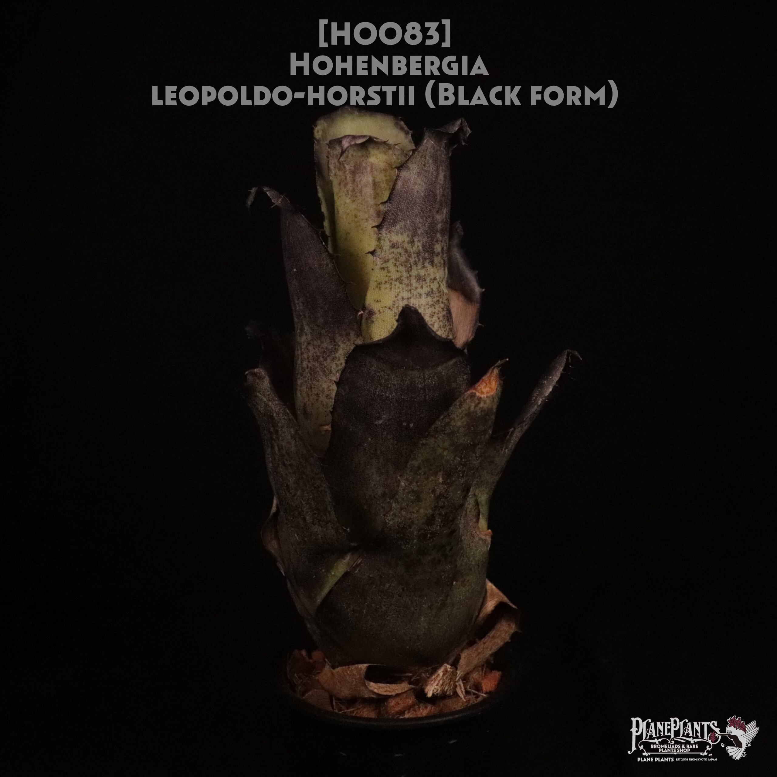 【送料無料】Hohenbergia leopoldo-horstii (Black form)〔ホヘンベルギア〕現品発送H0083