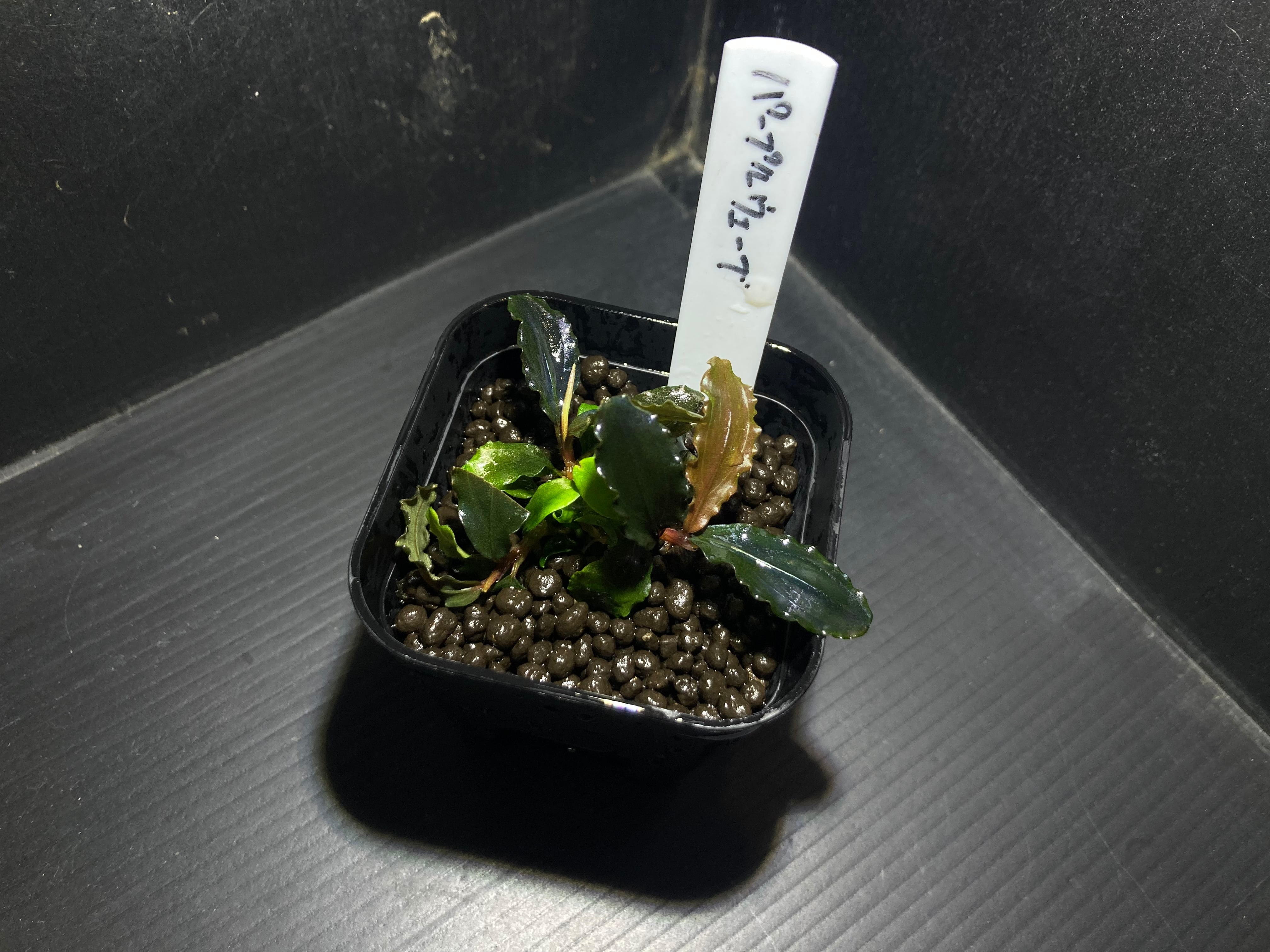 Bucephalandra sp. Purple Wave (ブセファランドラsp. パープル