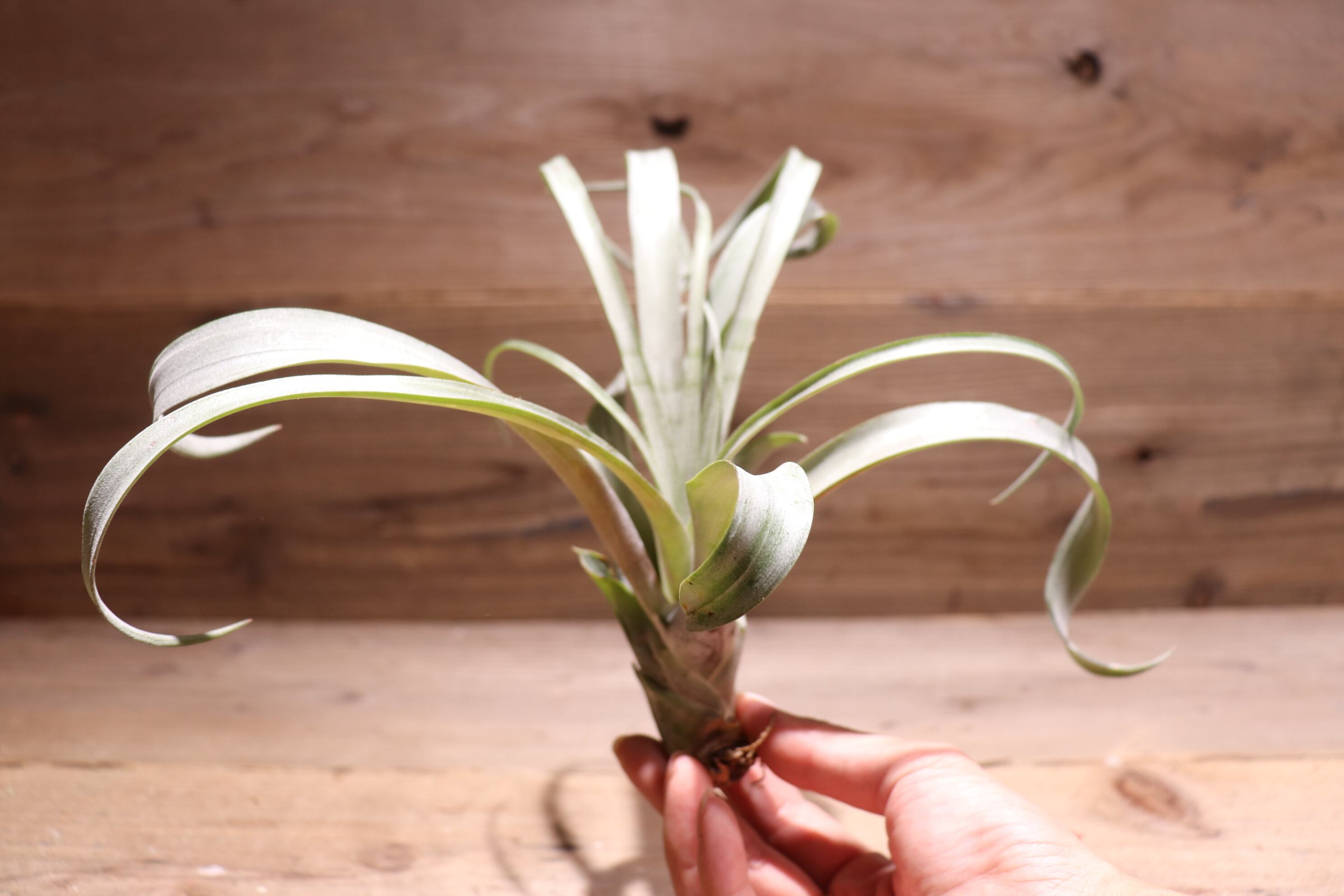 チランジア Coconut Grove 送料無料】'Coconut Grove'〔エアプランツ〕現品発送T4363 | plane plants