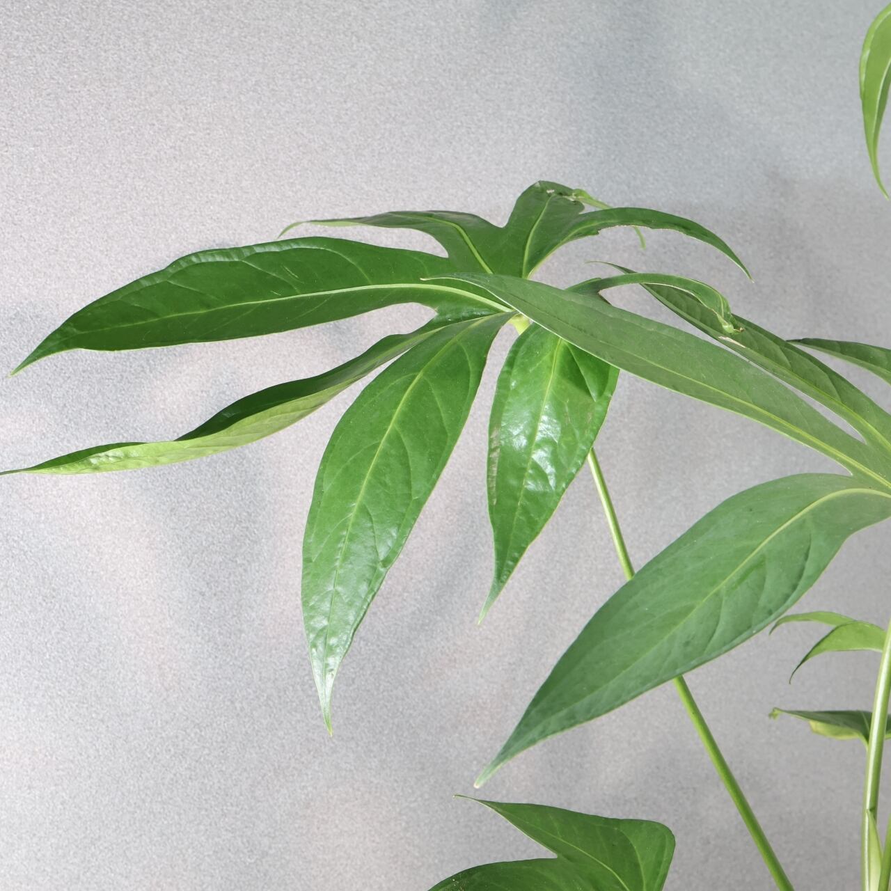 372 手のひらのような葉『アンスリウム ペダトラディアツム』観葉植物