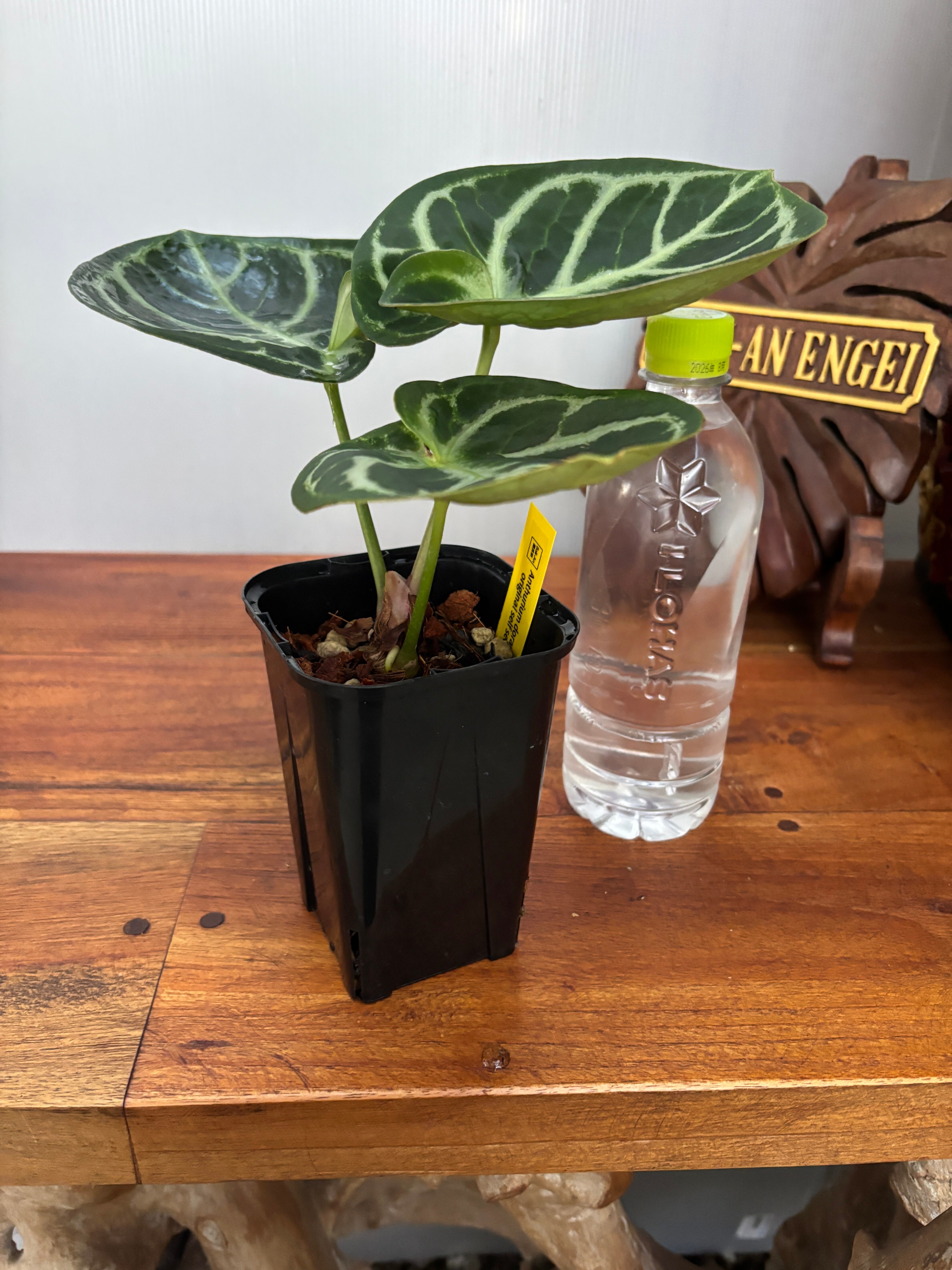 鉢セット販売]アンスリウムグラシレ＋バーキン+マレービューティ (1点