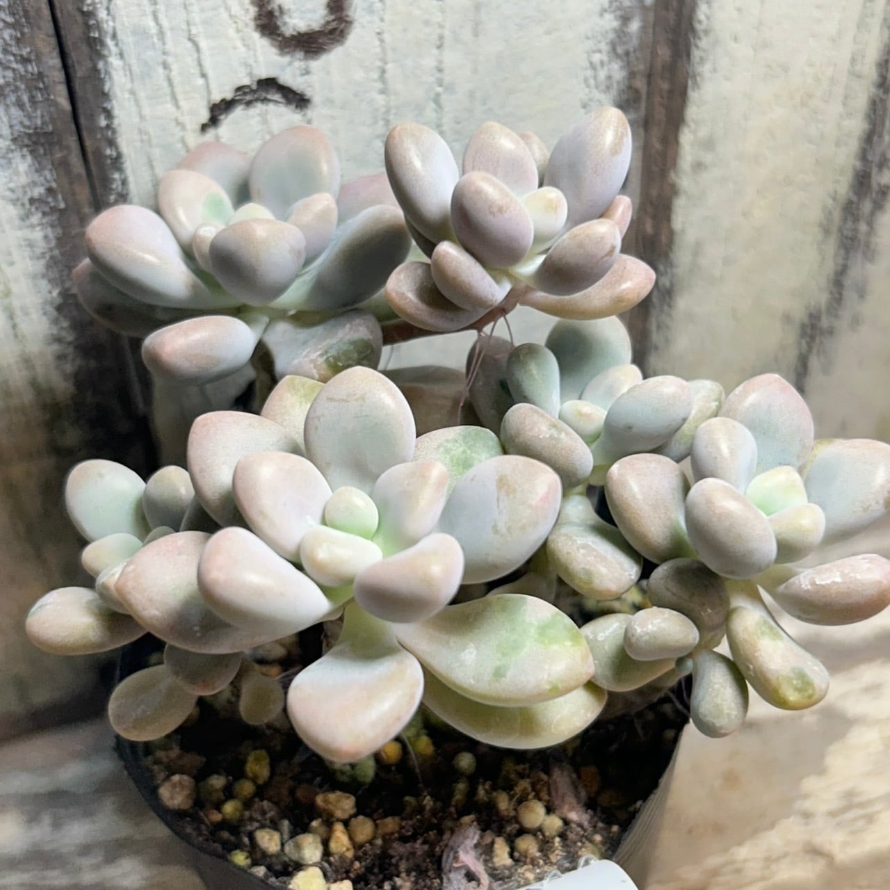 B)だるま姫秋麗 | RuPo 多肉植物専門店