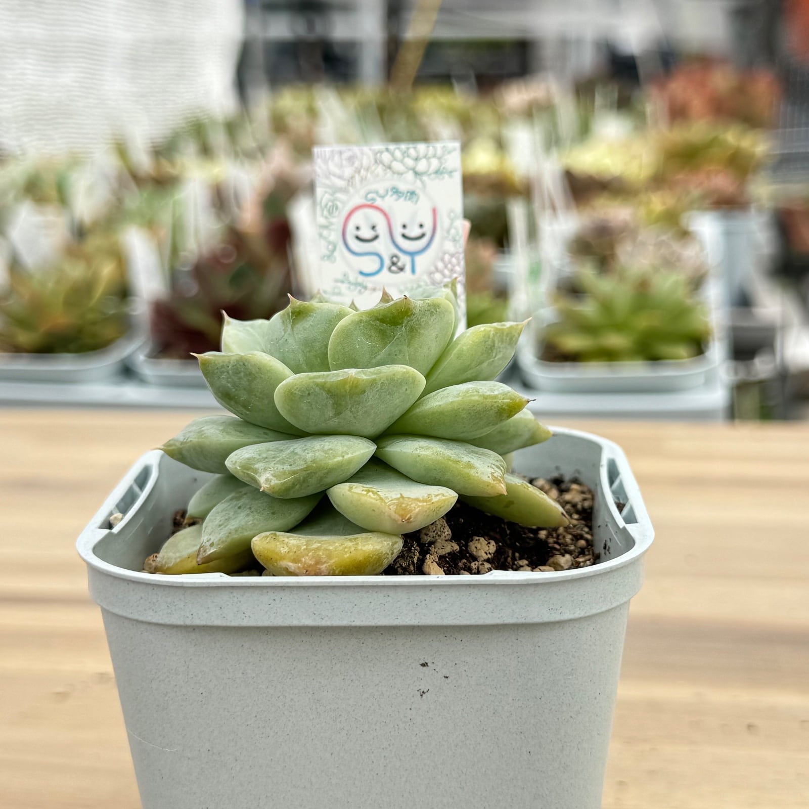 グロリア】韓国輸入苗 多肉植物エケベリア 第四種送料込み | 多肉植物