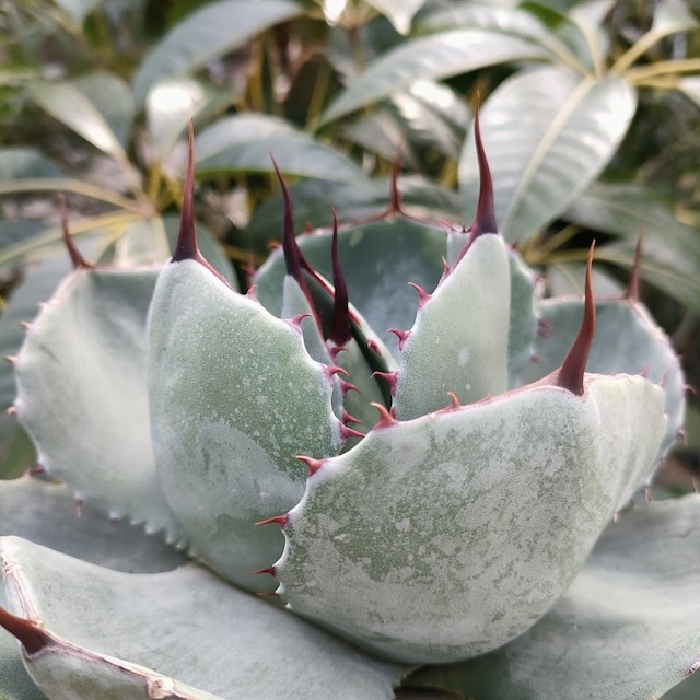 no.1 アガベ パリー トランカータ agave parryi truncata 【発根済】