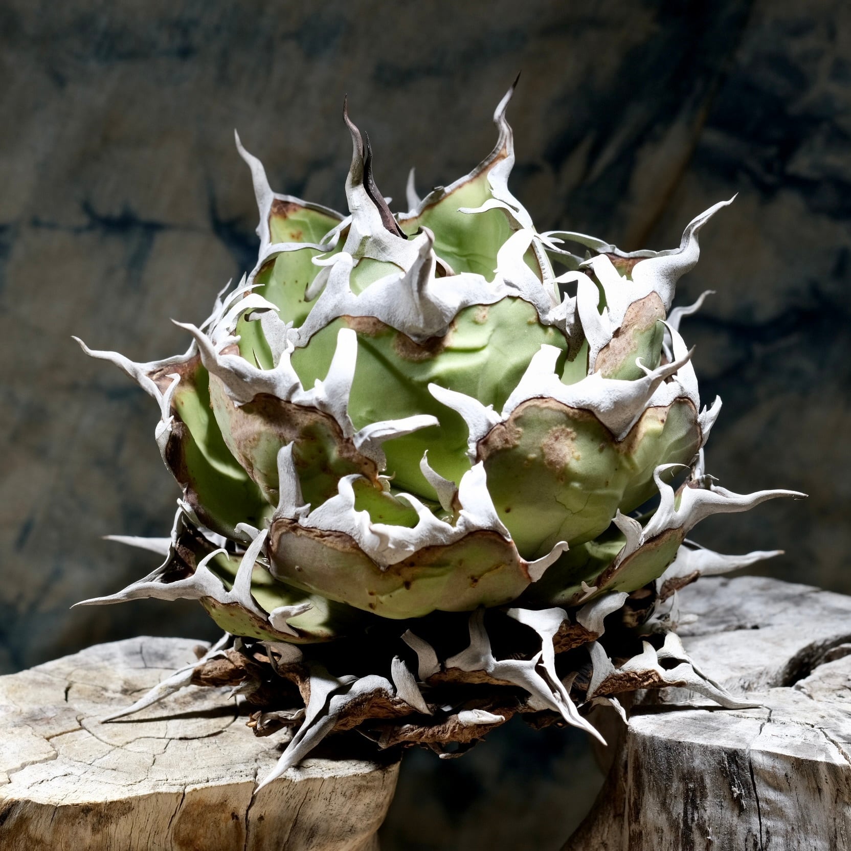 Agave Wabi hybrid 笹の雪x甲蟹 (子株） ф4cm | wabi