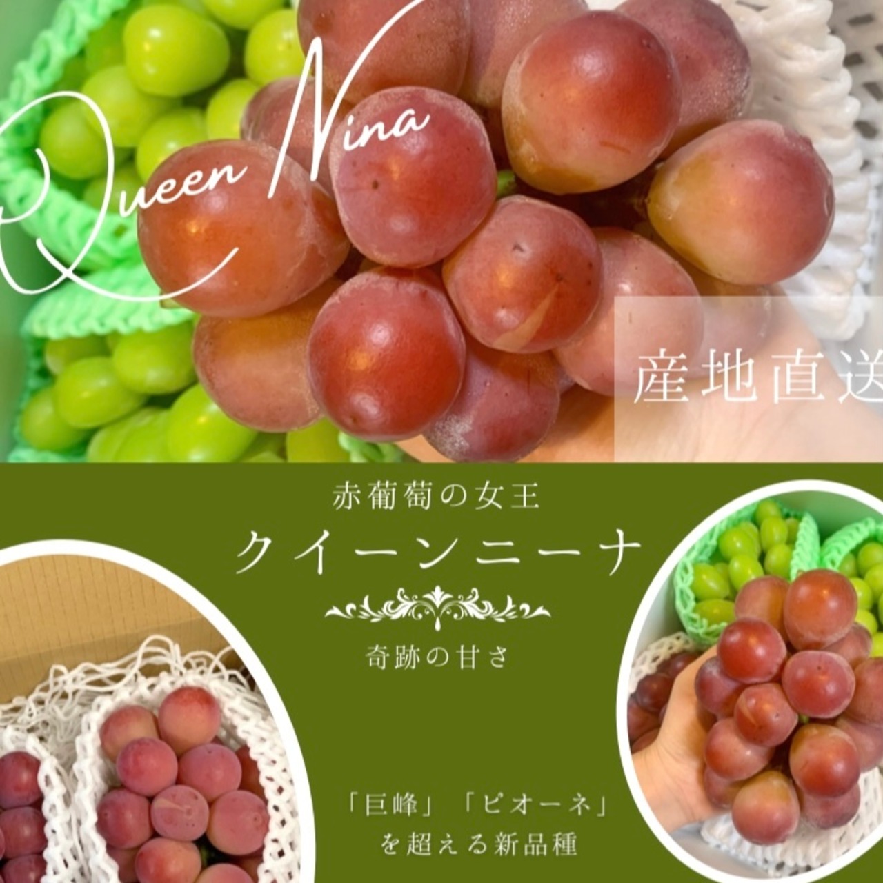 秀品以上お約束！1kg（2房）塩山より朝どり出荷 どこよりも新鮮な希少品種クイーンニーナ 送料無料お届け