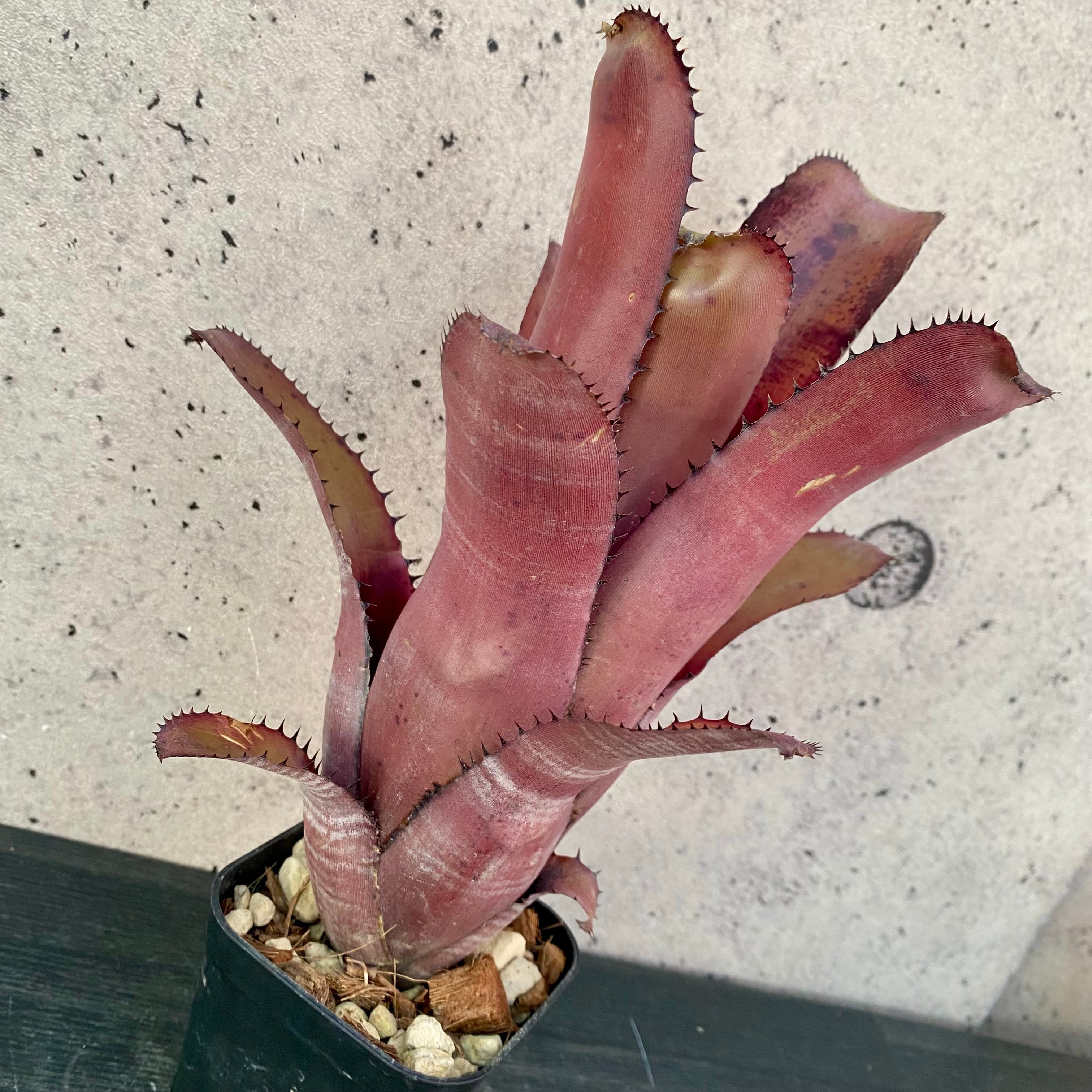 Planet Plants プラネットプランツ