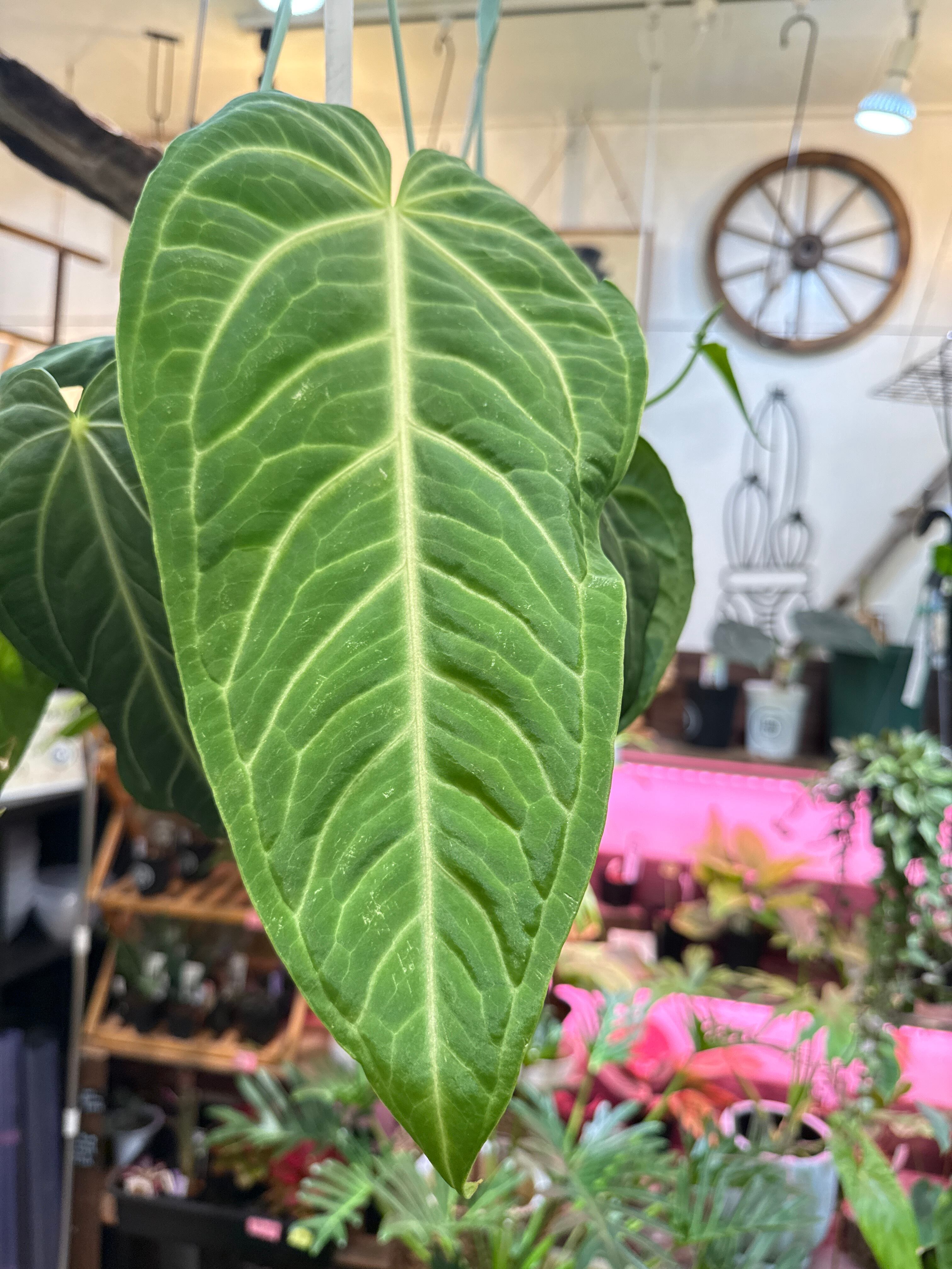 アンスリウム・スパティフィラム類 | Gardenえん 【観葉熱帯植物・多肉