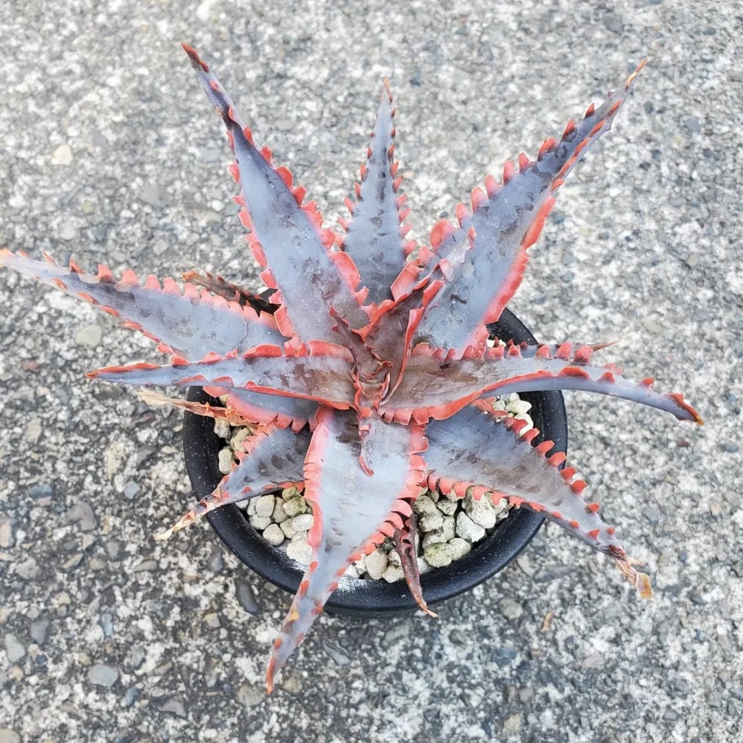 F00540_Aloe Hybrid：アロエ・ハイブリッド | レアプランツ通販サイト