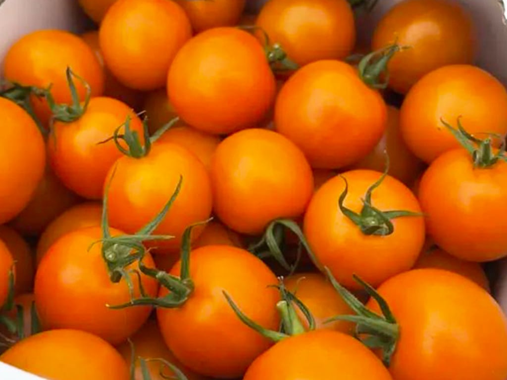 めんこいトマト オレンジ／D-design farm 岩手県産 ミニトマト1kg
