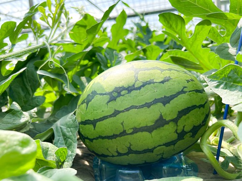 糖度もサイズも最上級『ファースト・プレミアスイカ』（1玉） 画像